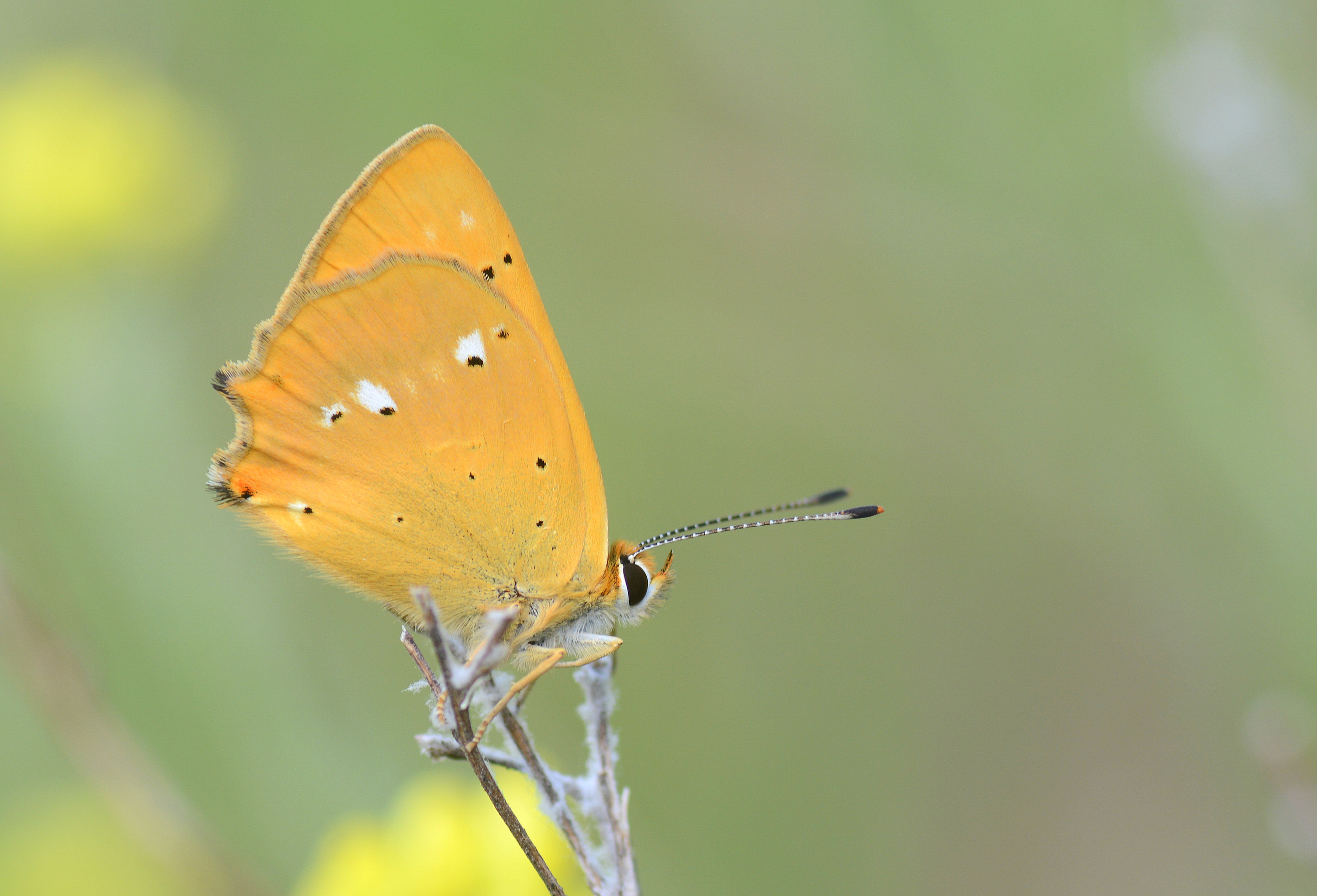 Lycaena virgaureae (Ormanbakırgüzeli) butterfly photo