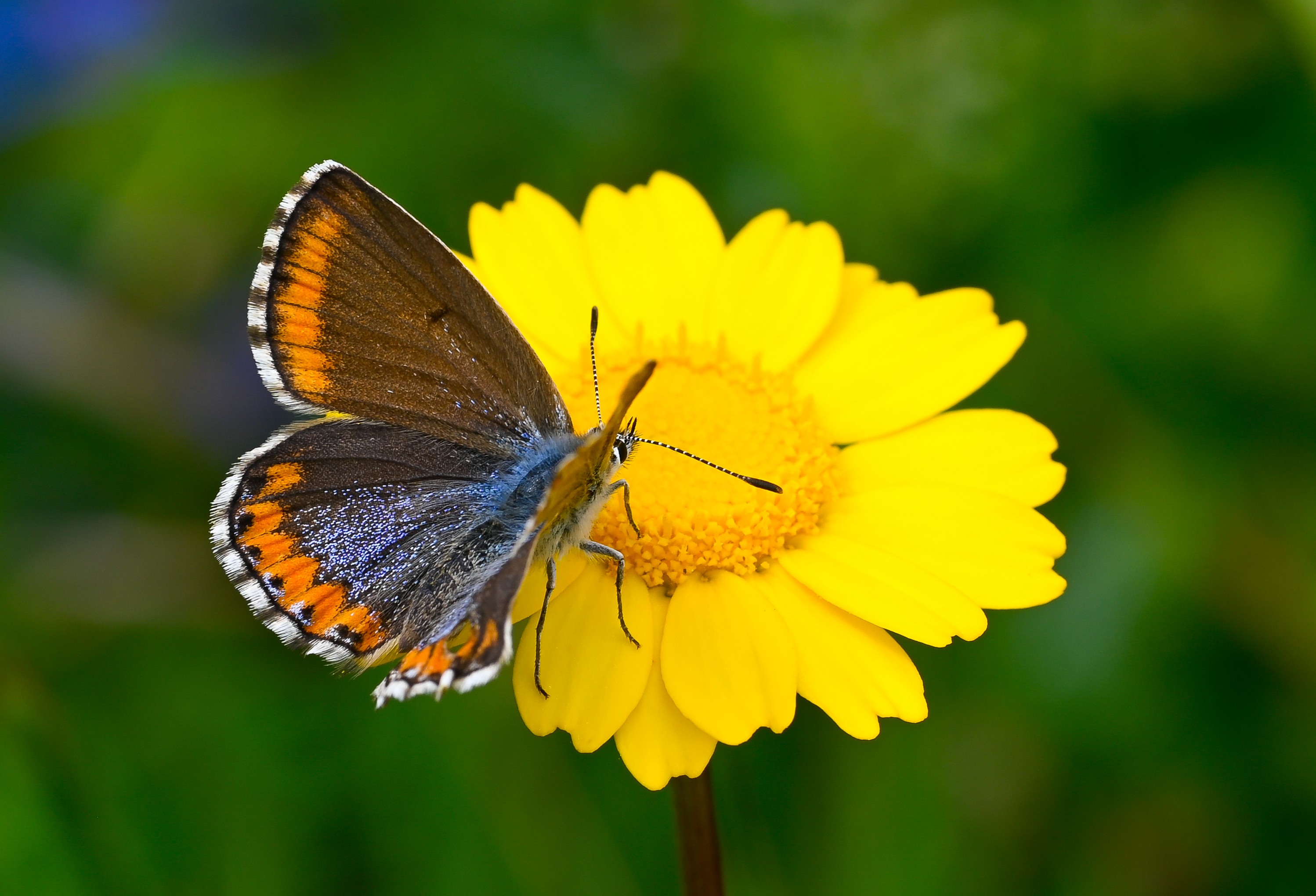 Lysandra bellargus (Çokgözlü Gökmavisi) butterfly photo