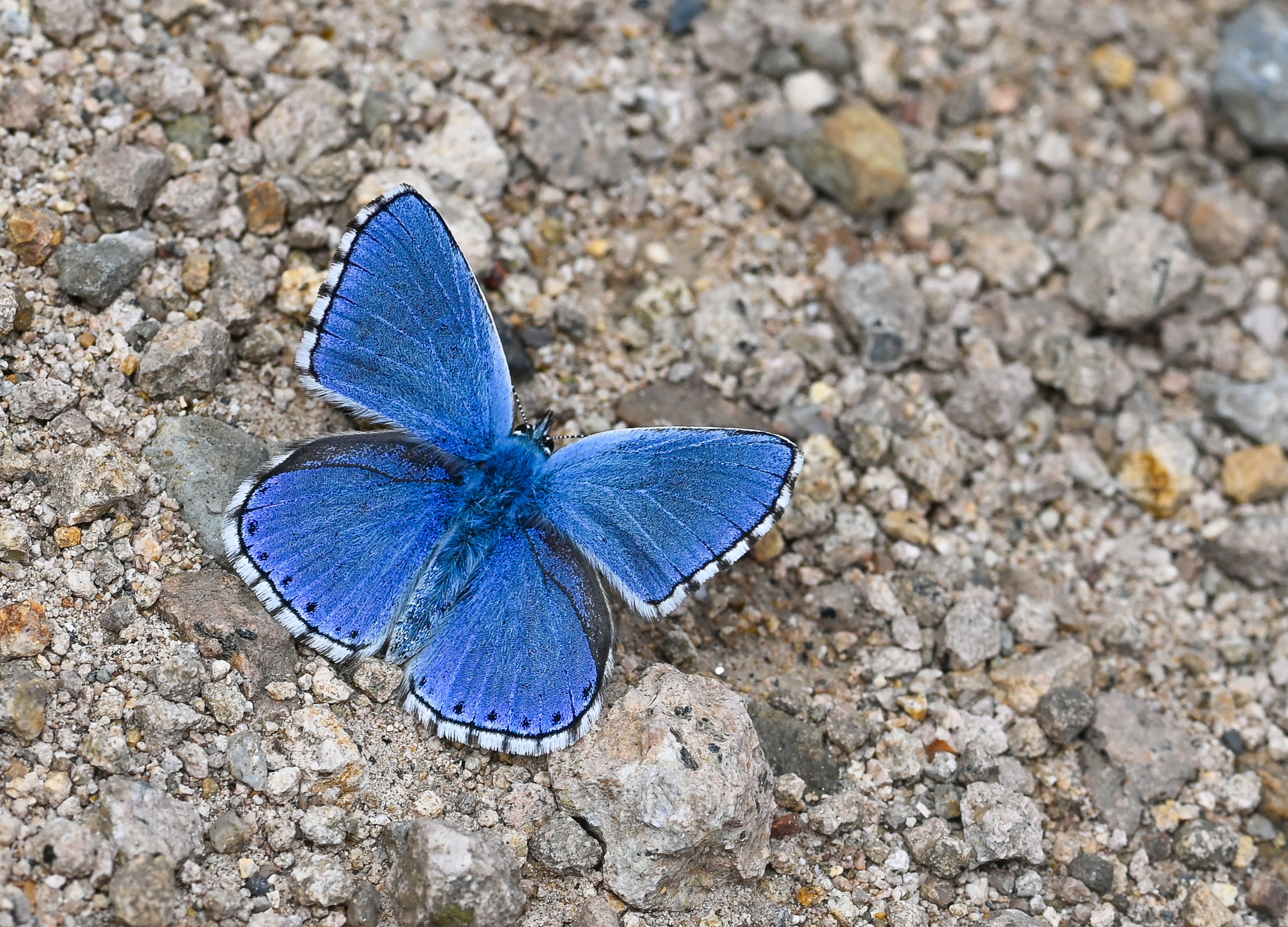 Lysandra bellargus (Çokgözlü Gökmavisi) butterfly photo