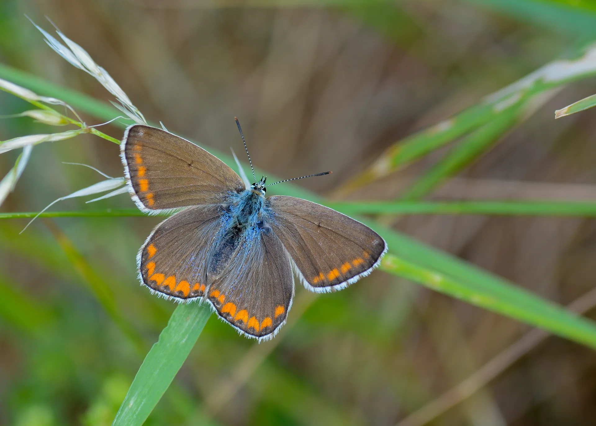 Lysandra bellargus (Ã‡okgÃ¶zlÃ¼ GÃ¶kmavisi) butterfly photo