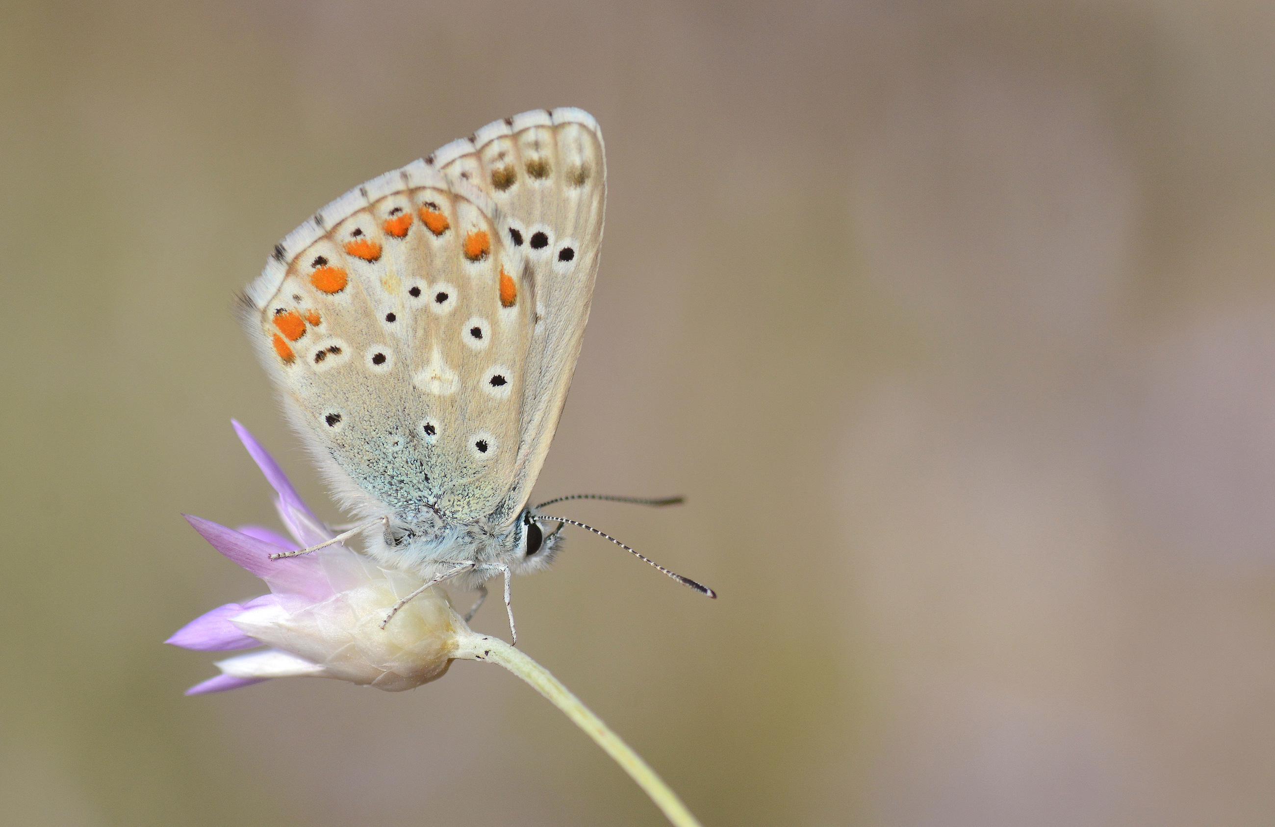 Lysandra bellargus (Çokgözlü Gökmavisi) butterfly photo