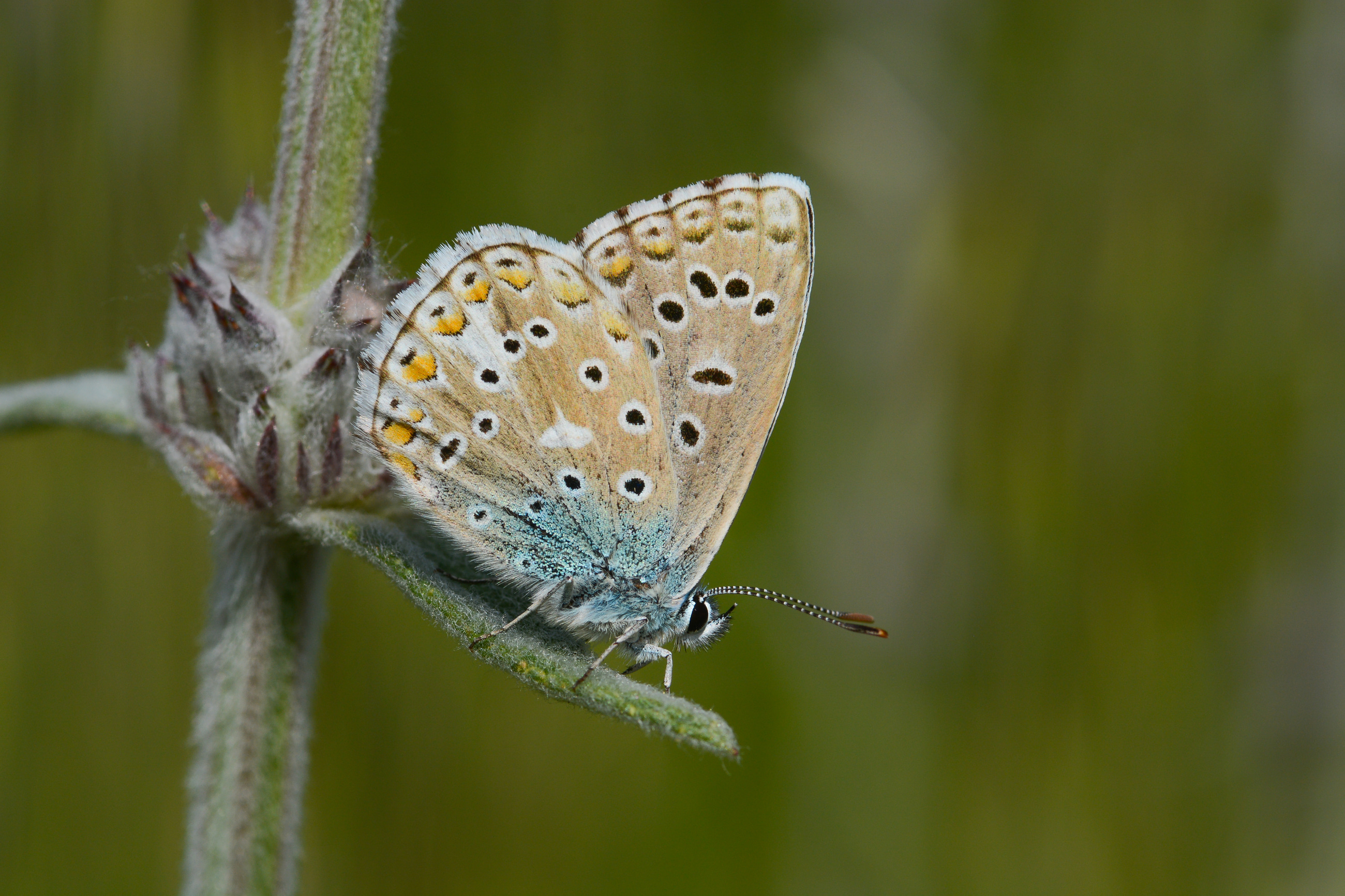 Lysandra bellargus (Çokgözlü Gökmavisi) butterfly photo