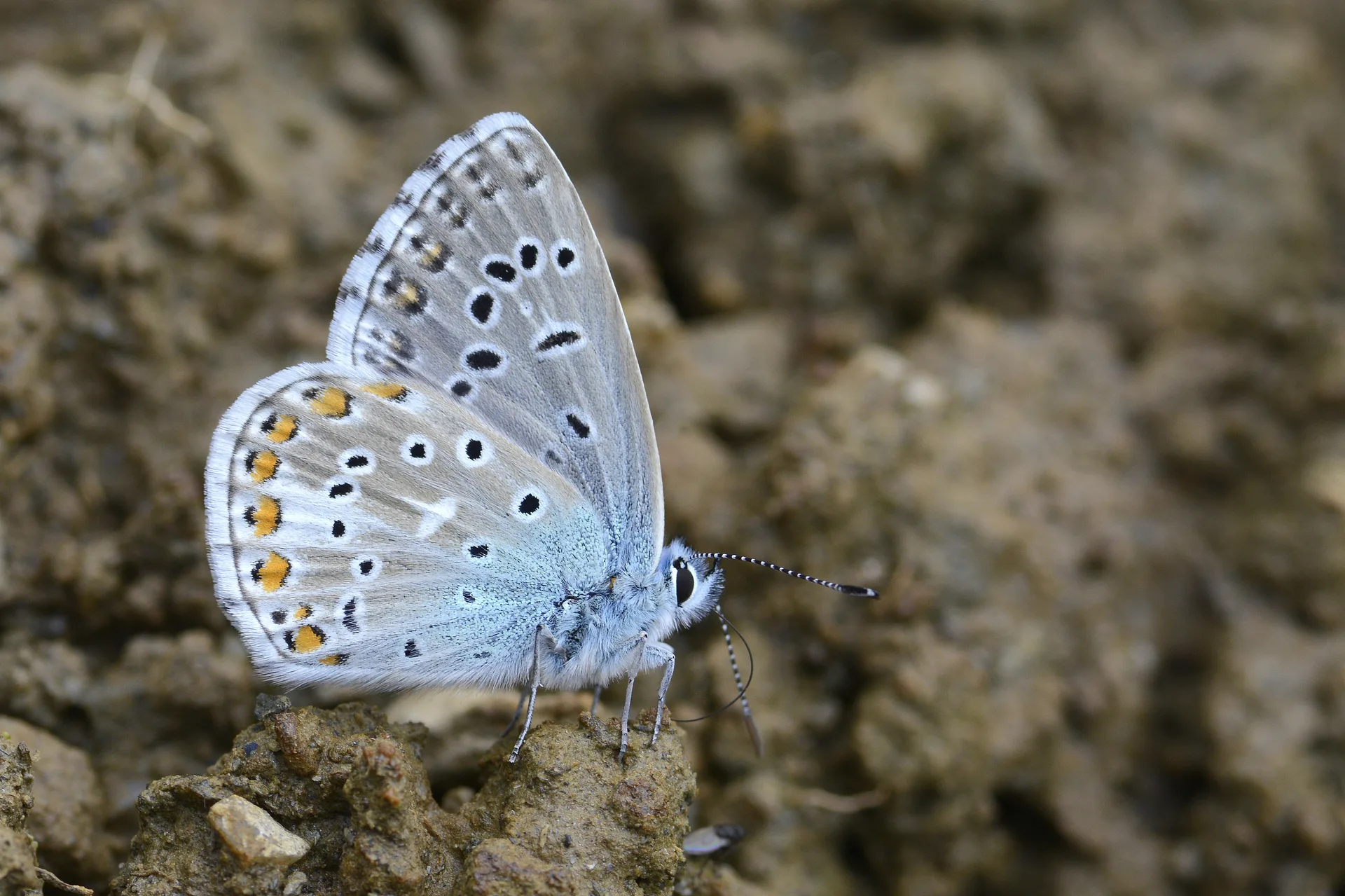Lysandra bellargus (Ã‡okgÃ¶zlÃ¼ GÃ¶kmavisi) butterfly photo