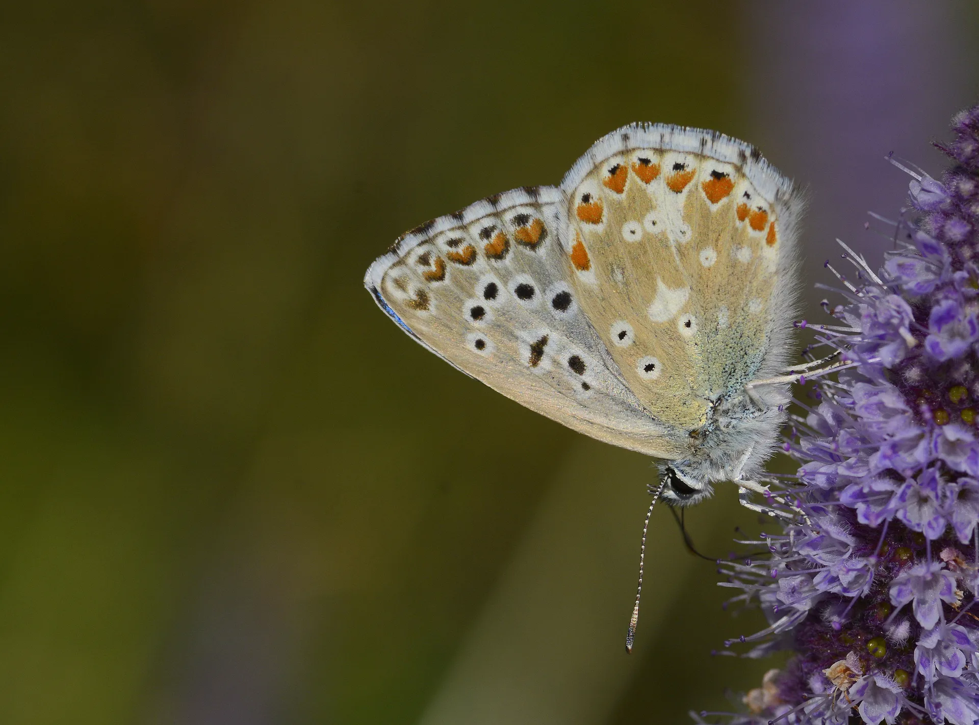 Lysandra bellargus (Ã‡okgÃ¶zlÃ¼ GÃ¶kmavisi) butterfly photo