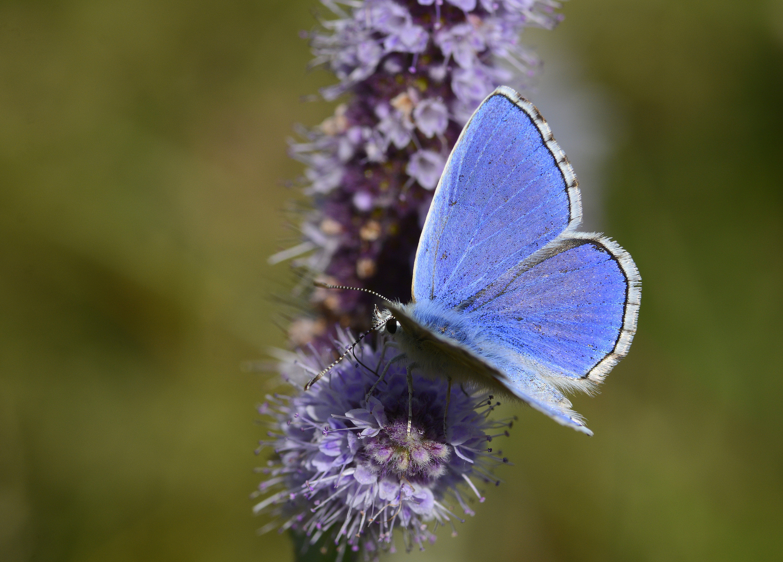 Lysandra bellargus (Çokgözlü Gökmavisi) butterfly photo