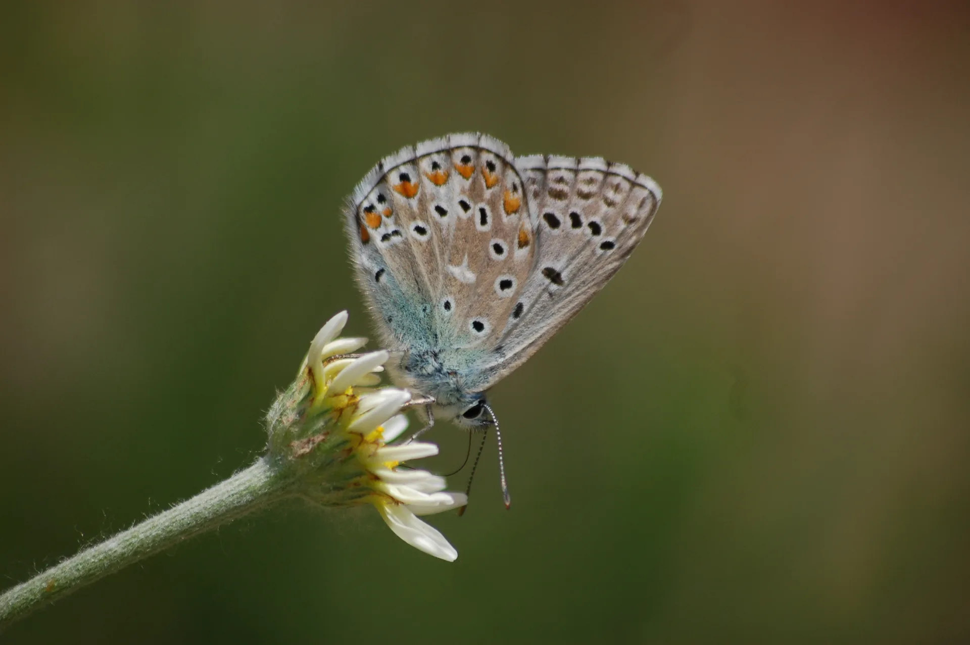 Lysandra bellargus (Ã‡okgÃ¶zlÃ¼ GÃ¶kmavisi) butterfly photo