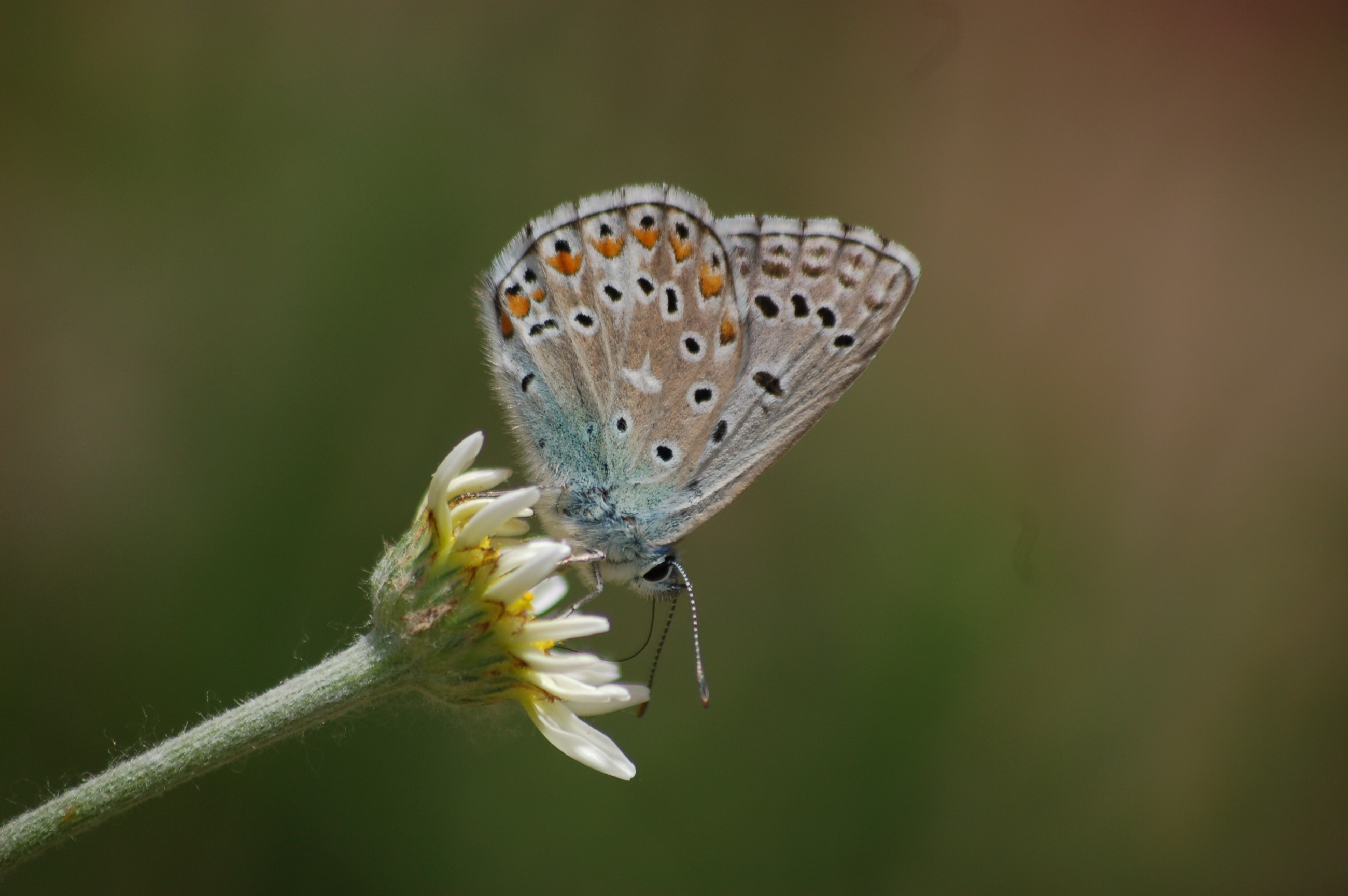 Lysandra bellargus (Çokgözlü Gökmavisi) butterfly photo