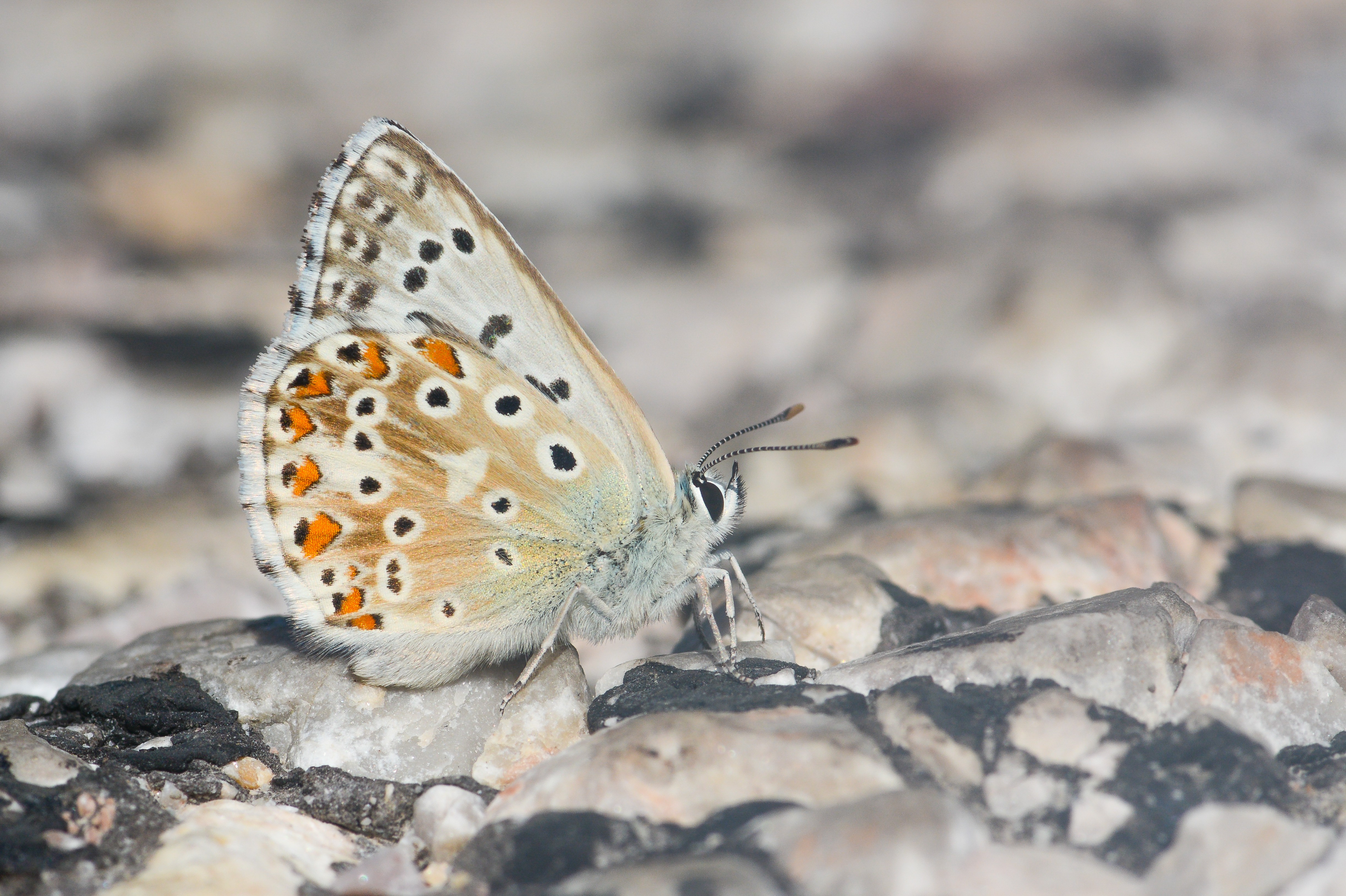 Lysandra coridon (Çokgözlü Çillimavi) butterfly photo