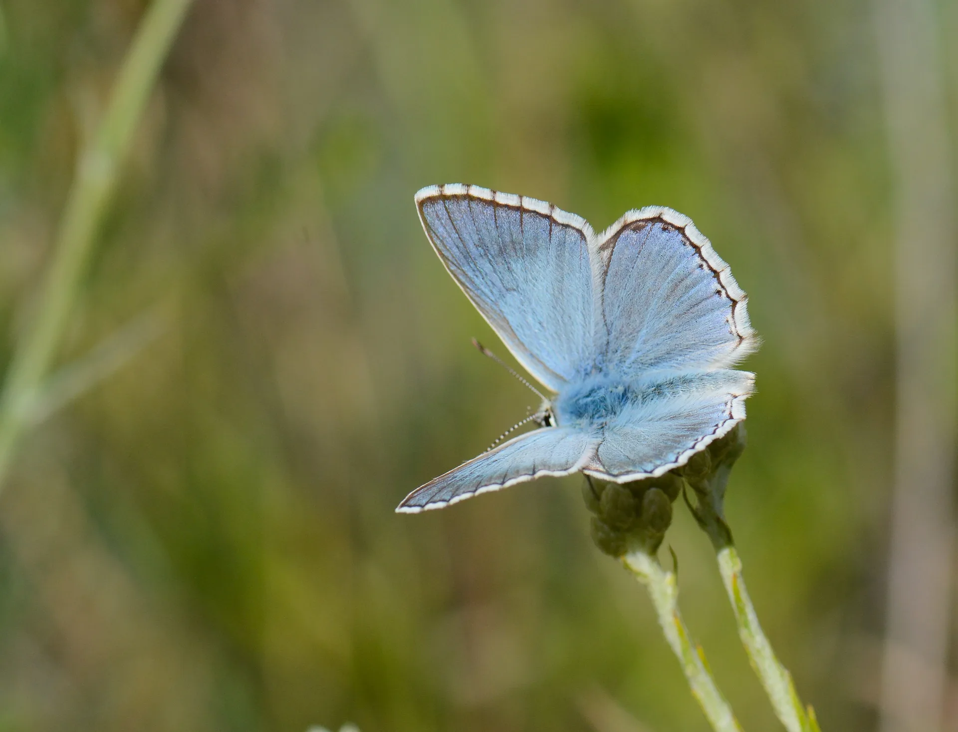 Lysandra corydonius (Çokgözlü Yalancıçillimavi) butterfly photo