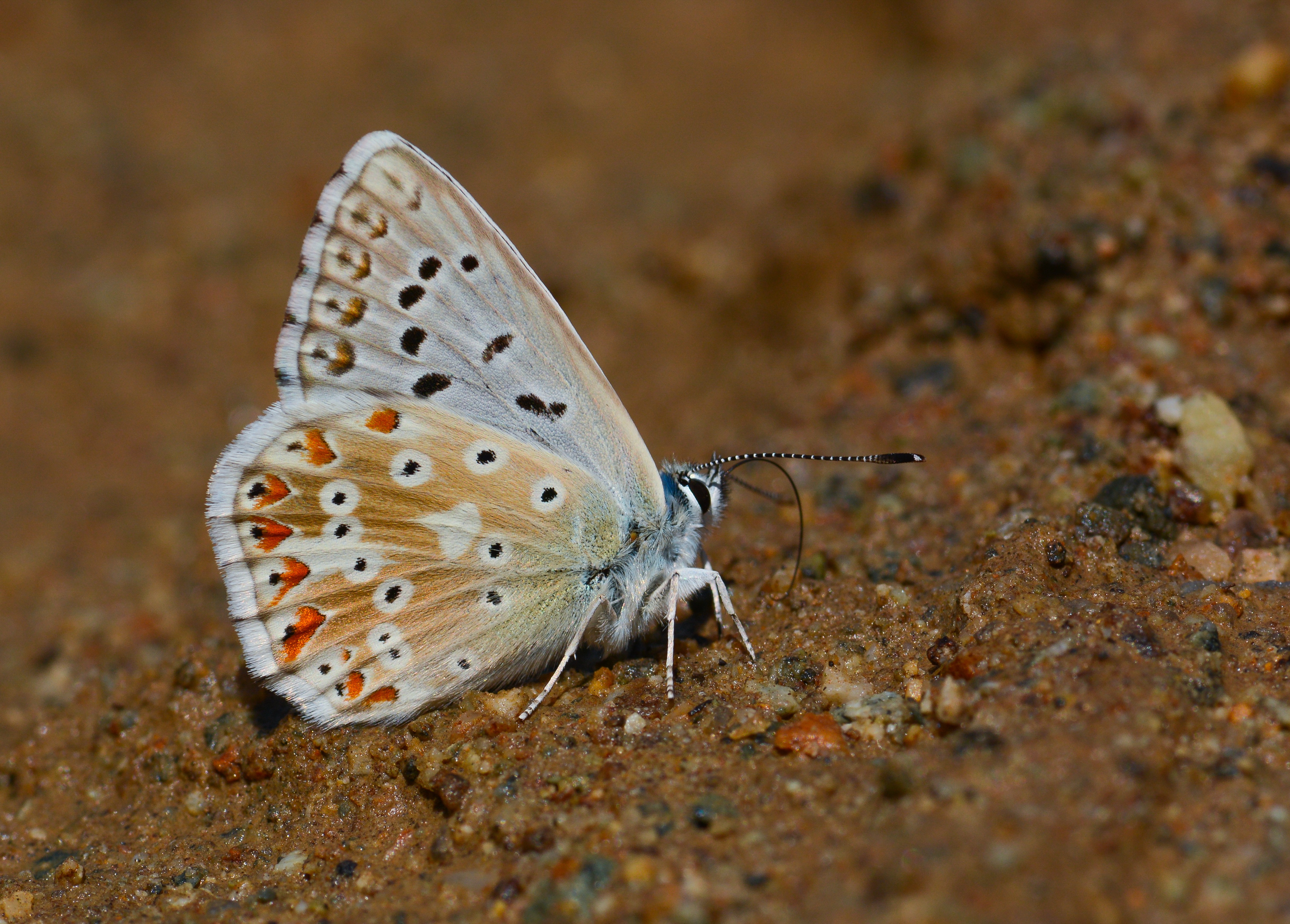 Lysandra corydonius (Çokgözlü Yalancıçillimavi) butterfly photo