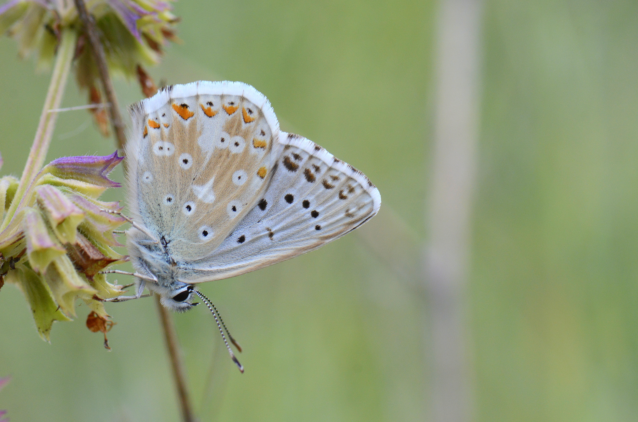 Lysandra corydonius (Çokgözlü Yalancıçillimavi) butterfly photo