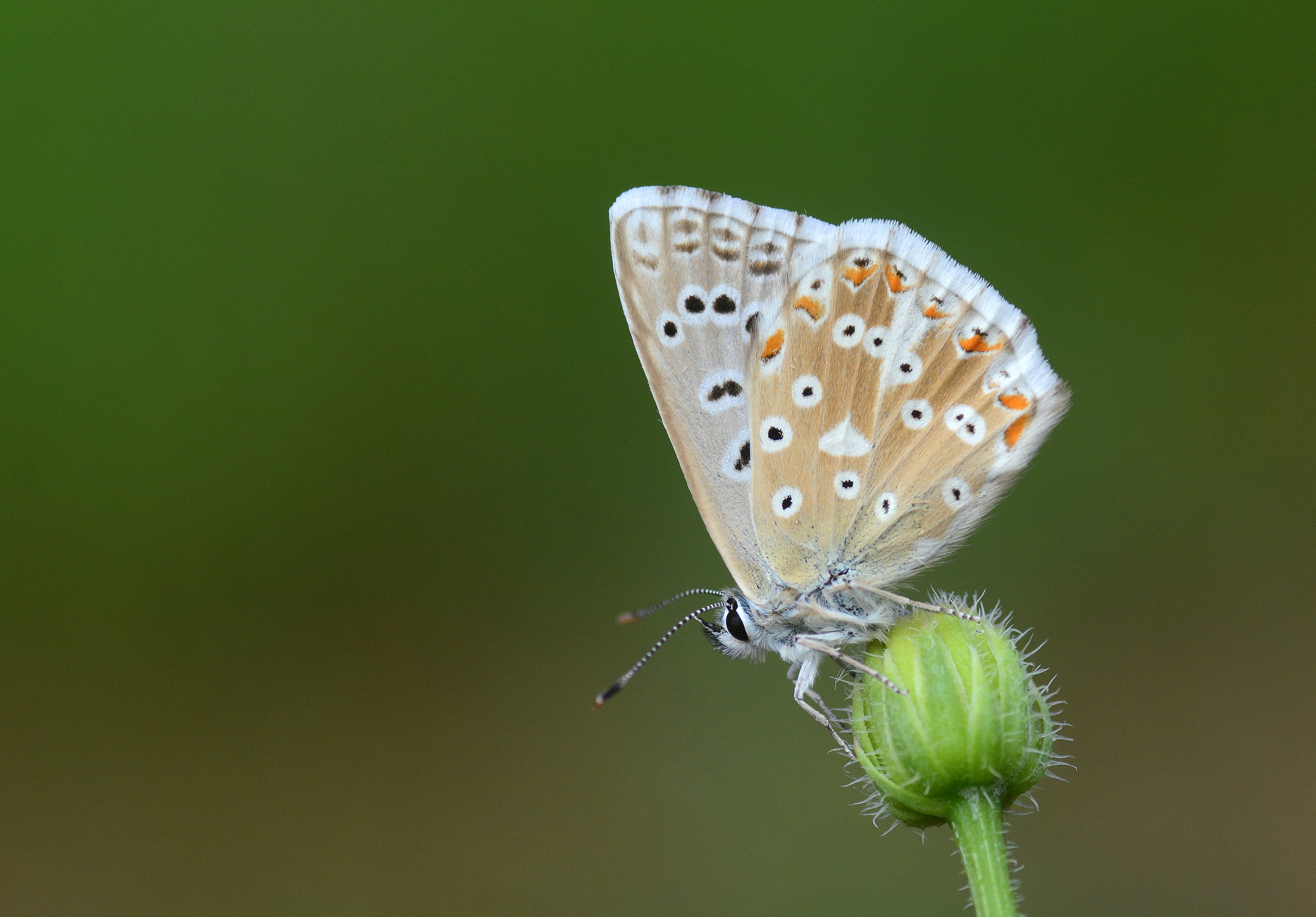 Lysandra corydonius (Çokgözlü Yalancıçillimavi) butterfly photo
