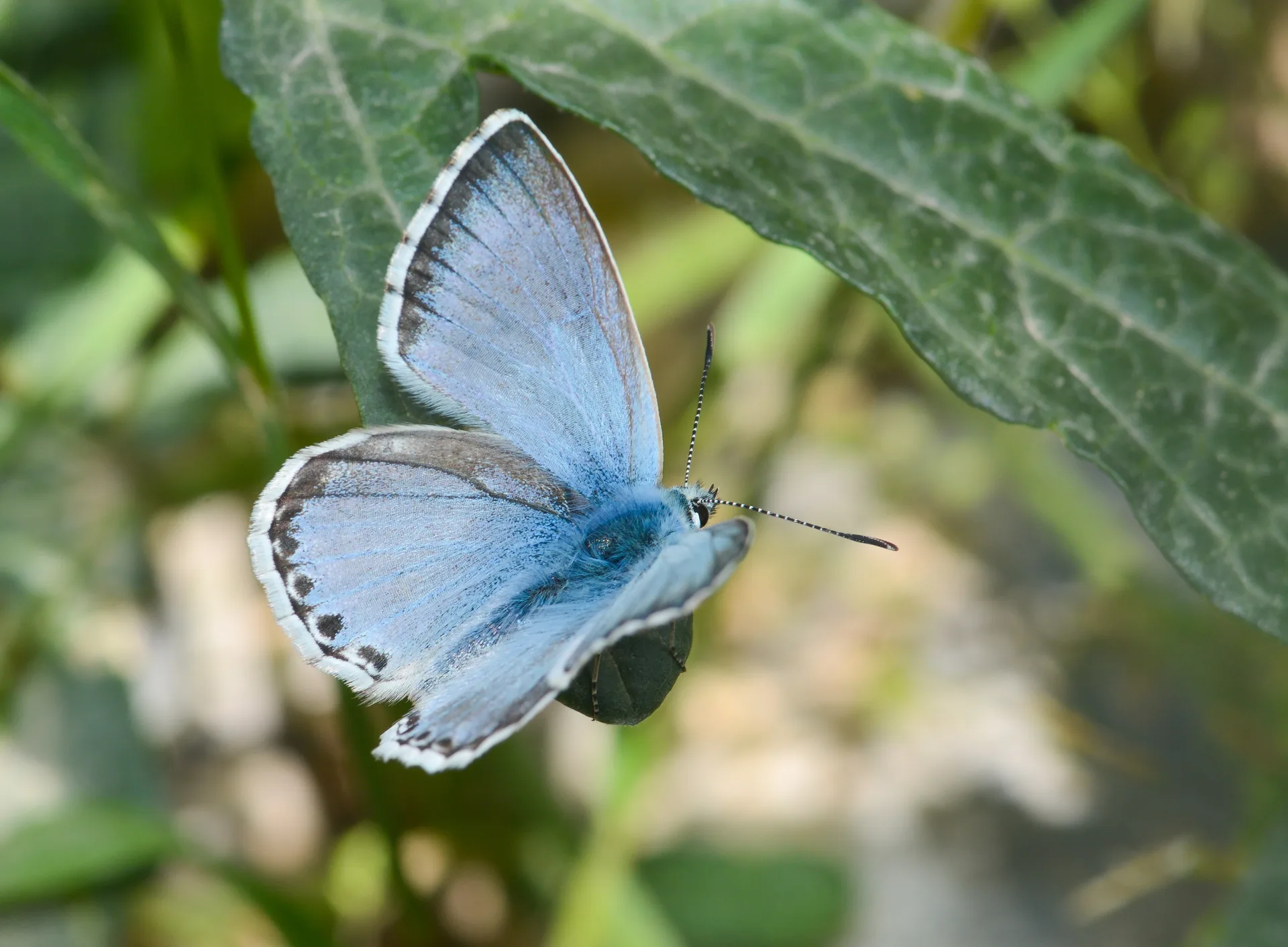 Lysandra dezinus (Çokgözlü Hakkariçillisi) butterfly photo
