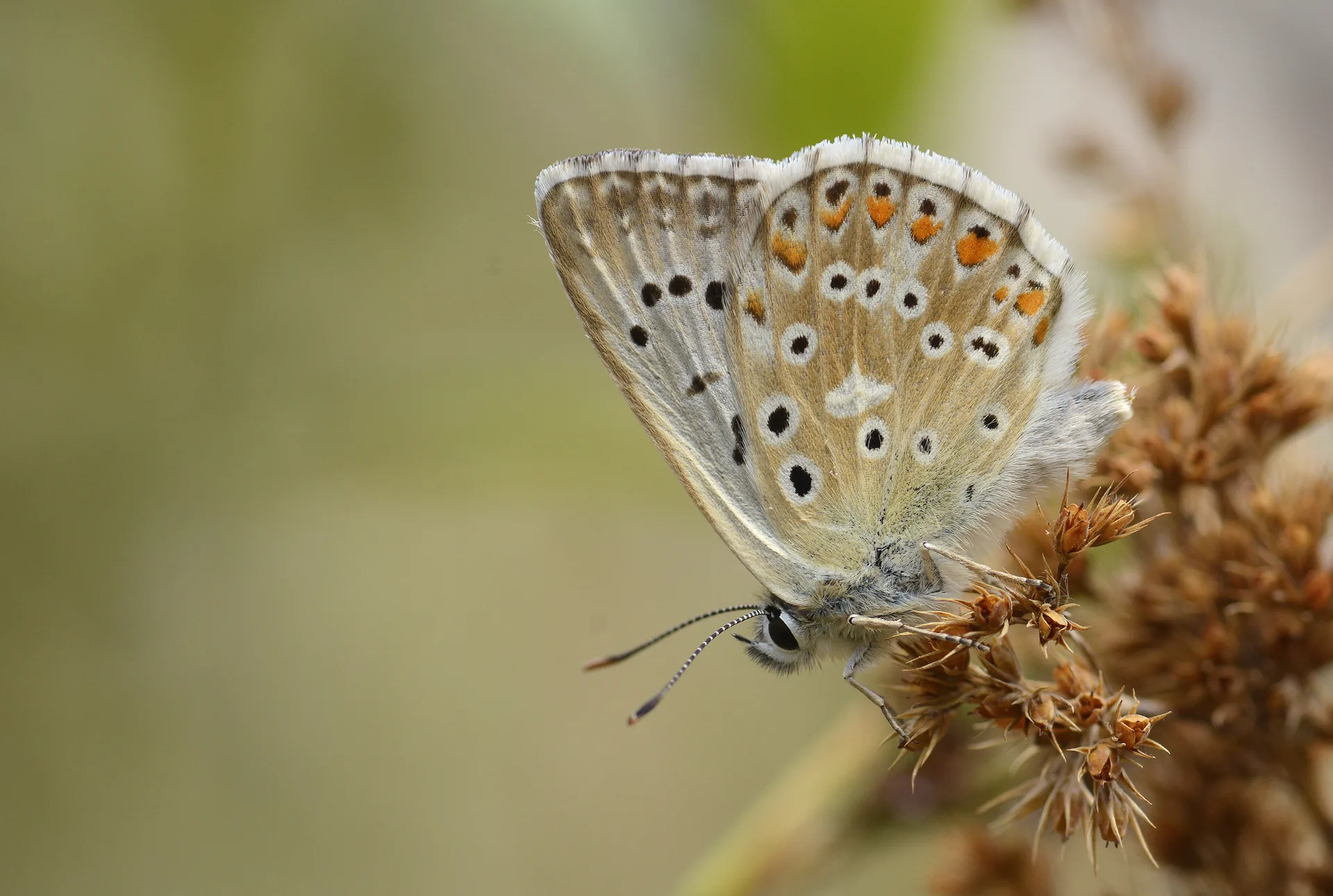 Lysandra ossmar (Çokgözlü Anadoluçillimavisi) butterfly photo