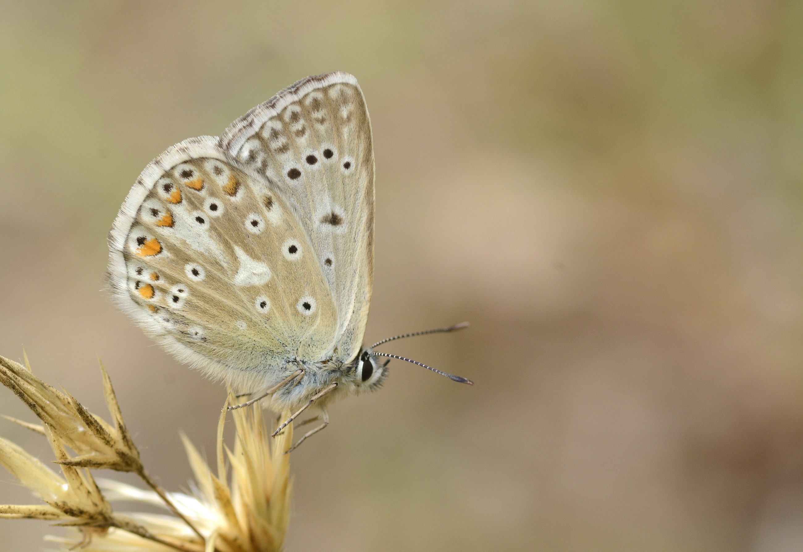 Lysandra ossmar (Çokgözlü Anadoluçillimavisi) butterfly photo
