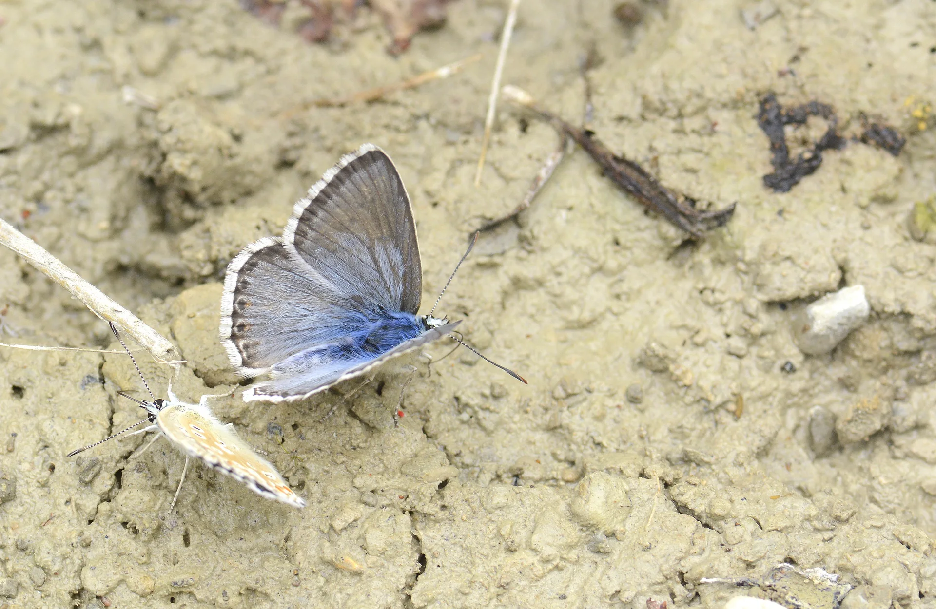 Lysandra ossmar (Ã‡okgÃ¶zlÃ¼ AnadoluÃ§illimavisi) butterfly photo