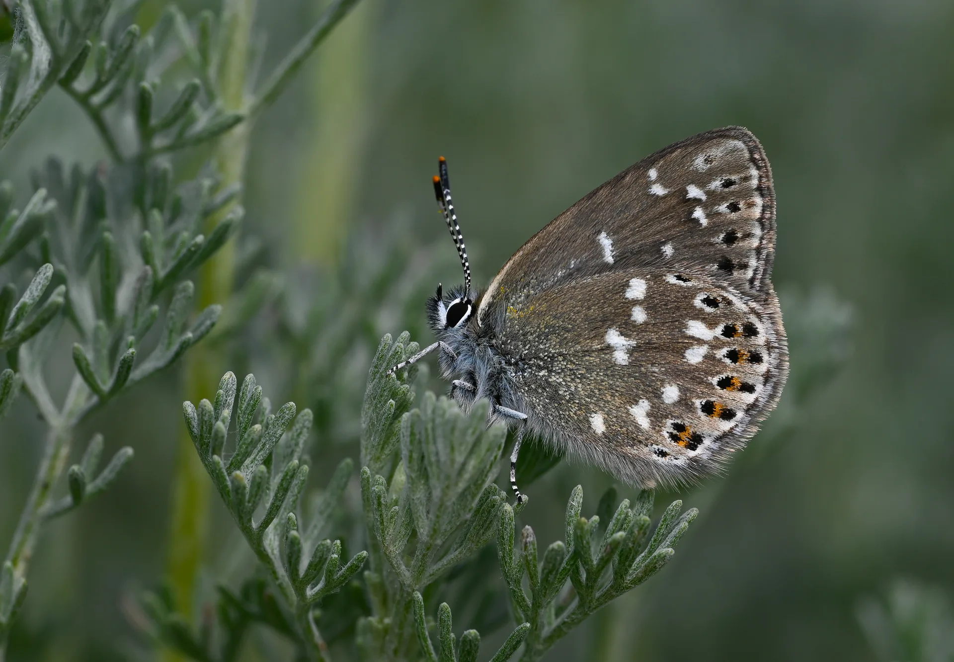 Neolycaena soezen (Karagana Esmeri) butterfly photo