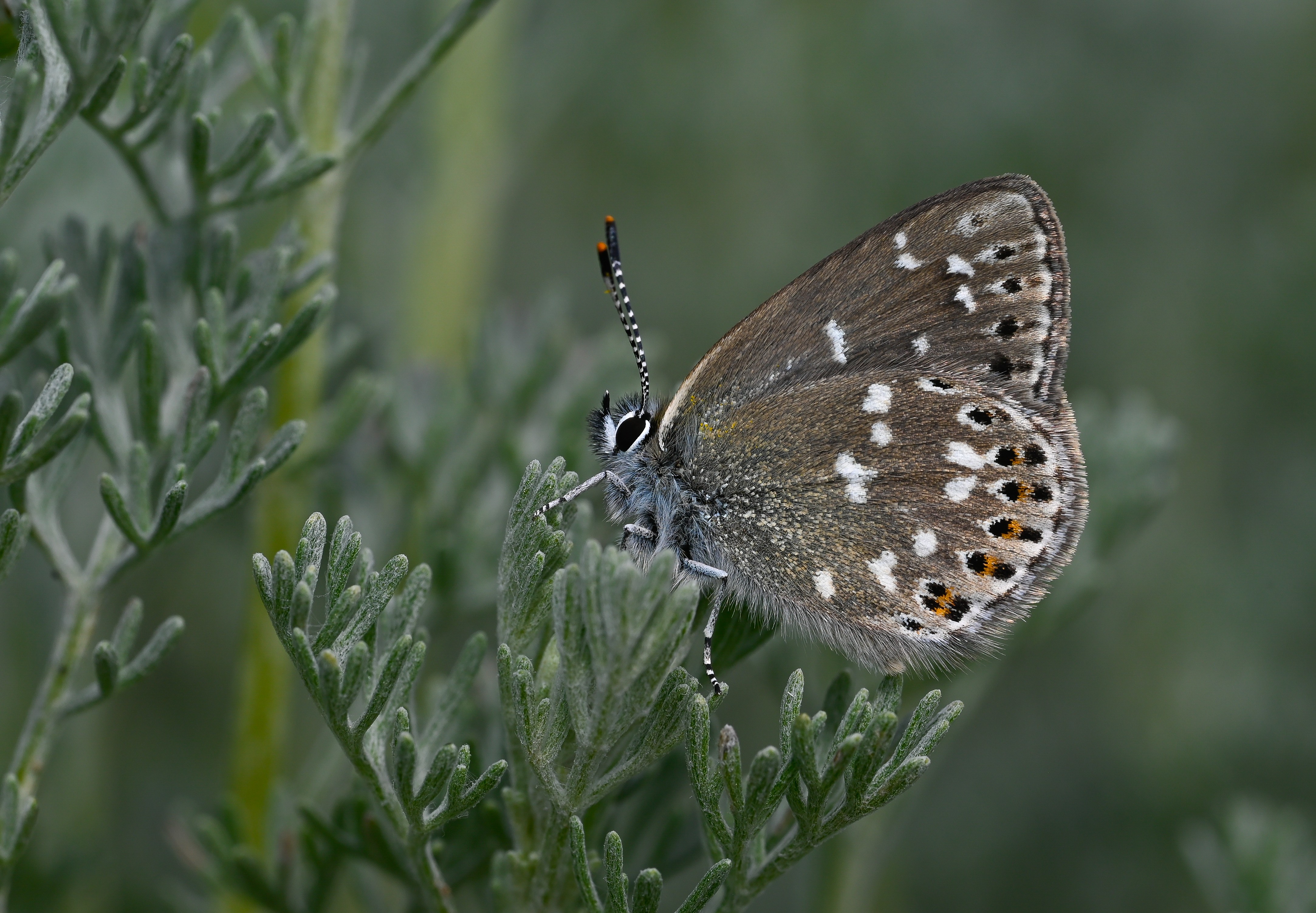 Neolycaena soezen (Karagana Esmeri) butterfly photo