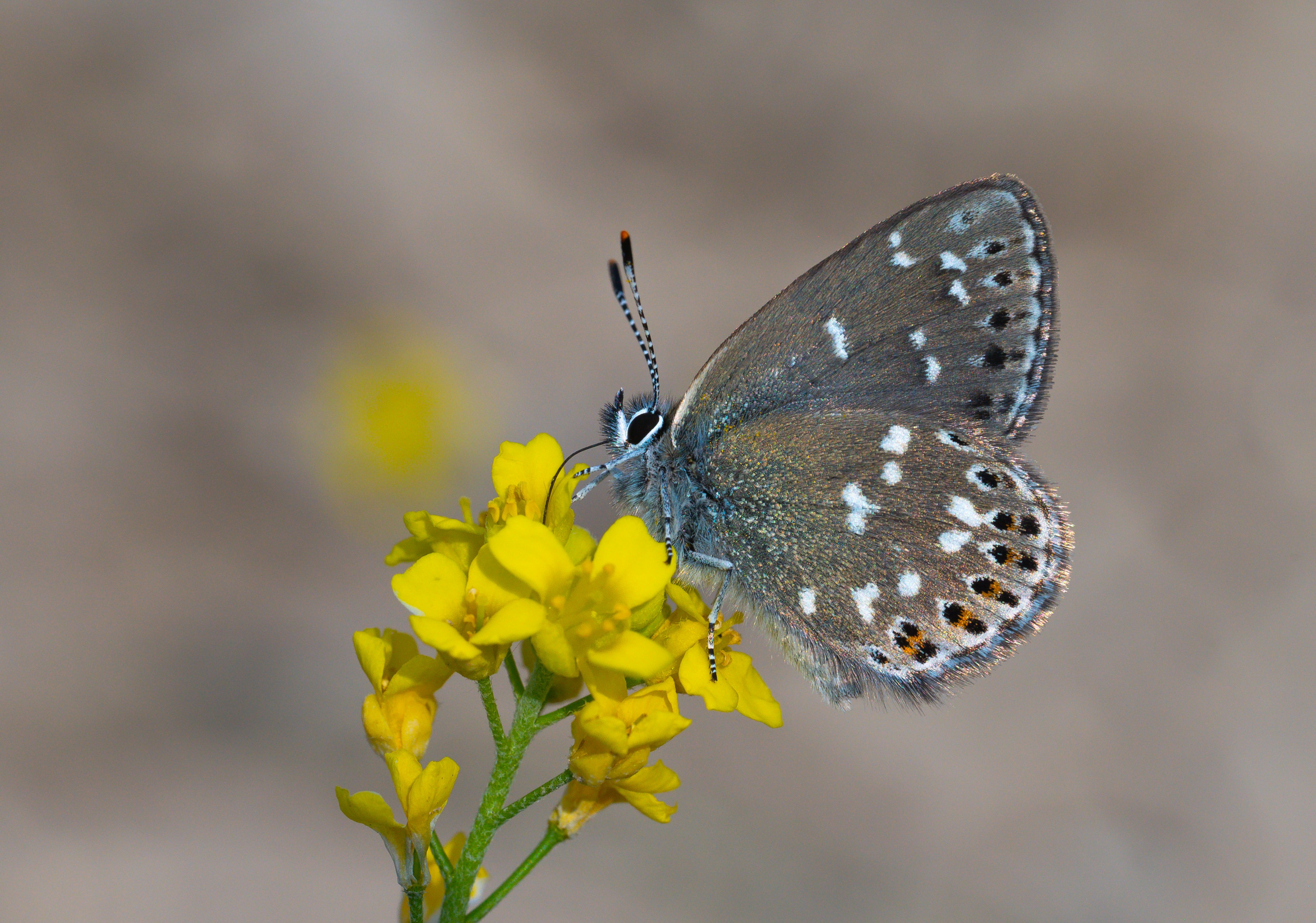 Neolycaena soezen (Karagana Esmeri) butterfly photo