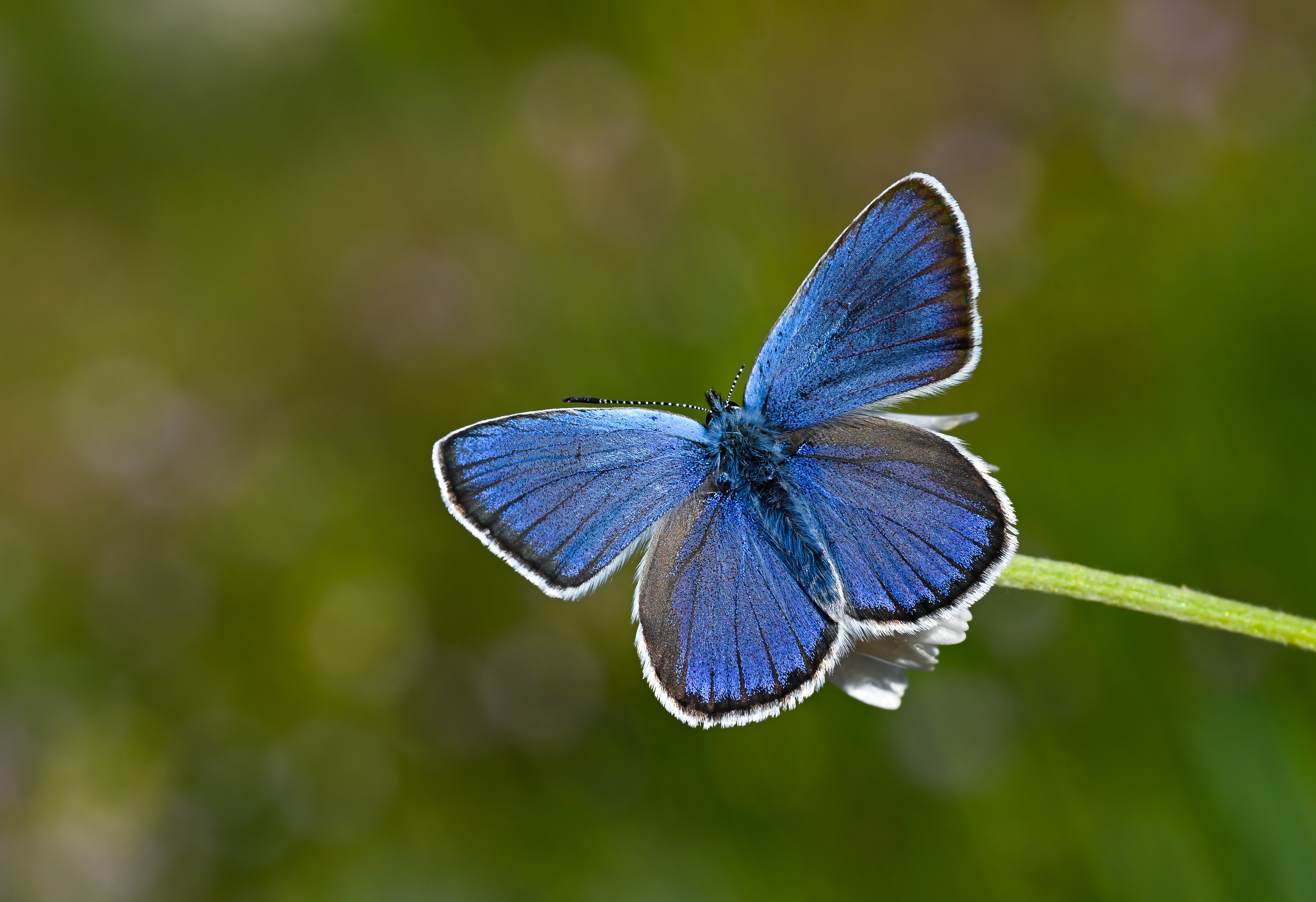 Neolysandra coelestina butterfly photo