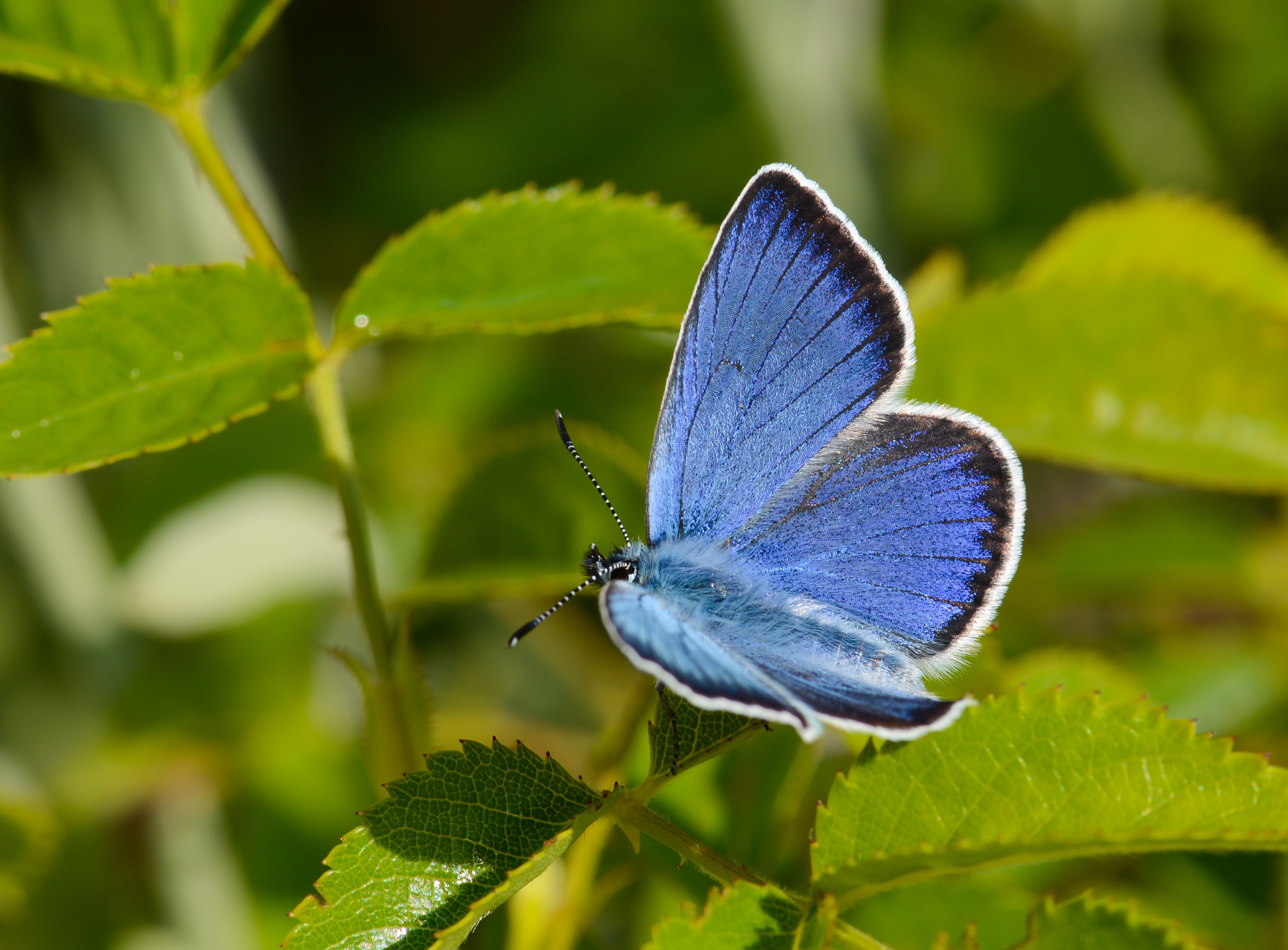 Neolysandra coelestina butterfly photo
