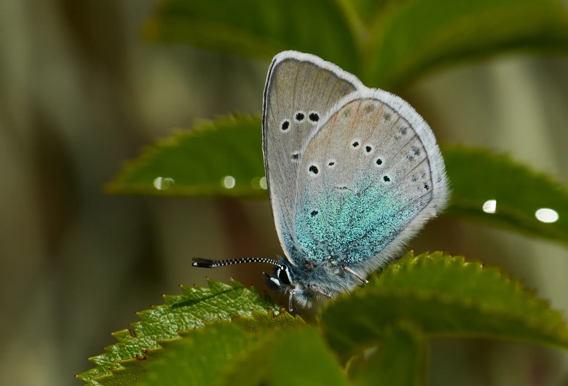 Neolysandra coelestina butterfly photo