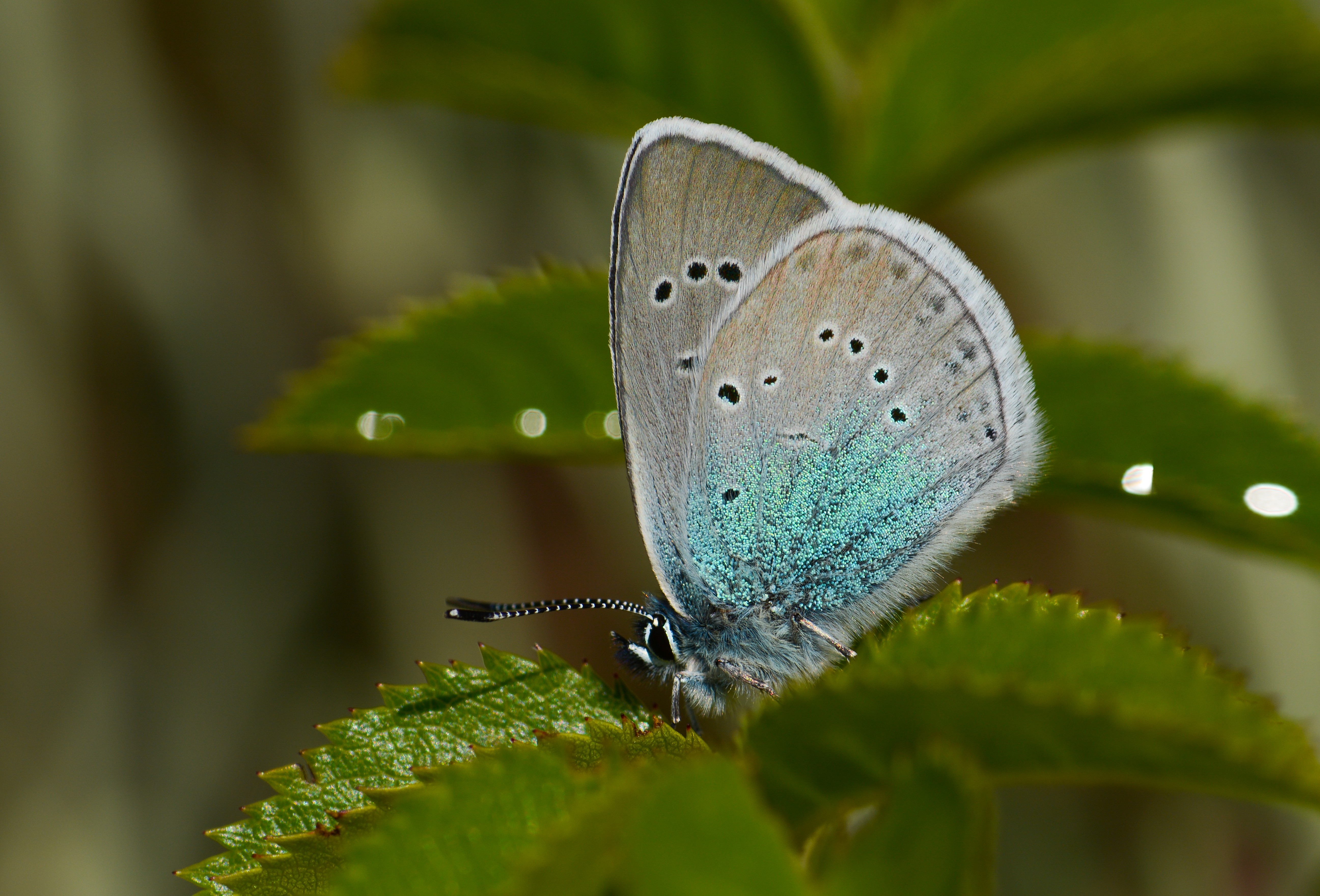 Neolysandra coelestina butterfly photo