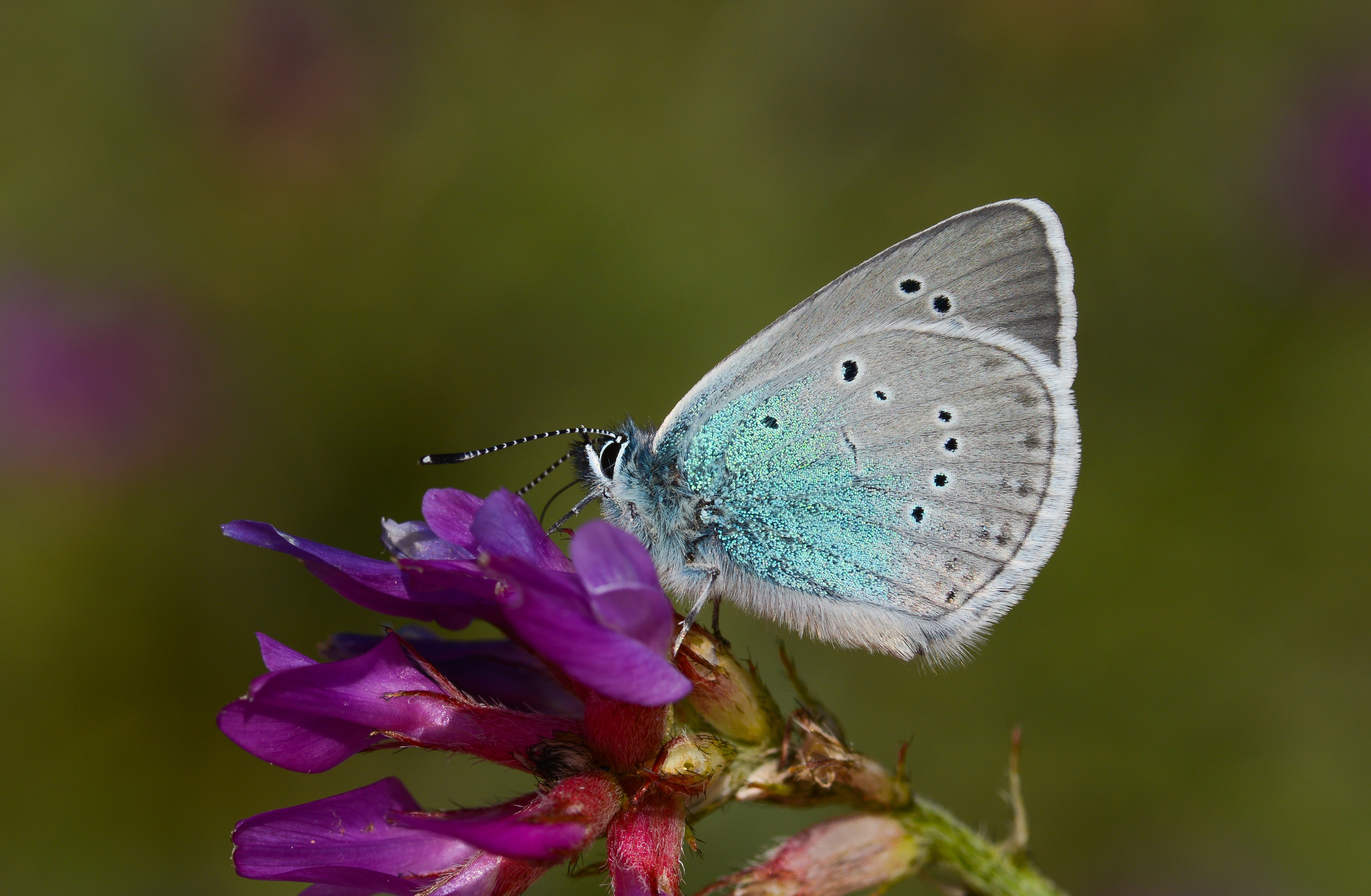 Neolysandra coelestina butterfly photo