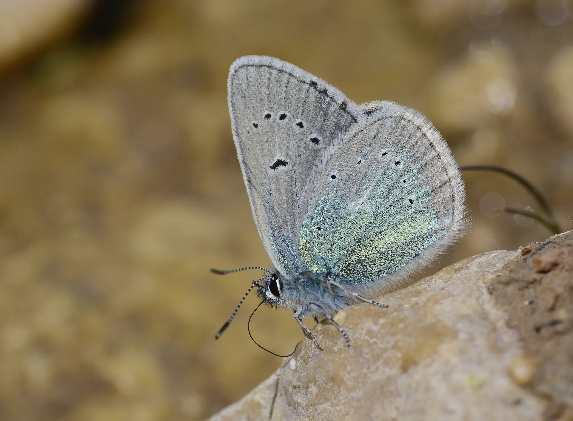 Neolysandra diana (Çokgözlü Dianamavisi) butterfly photo