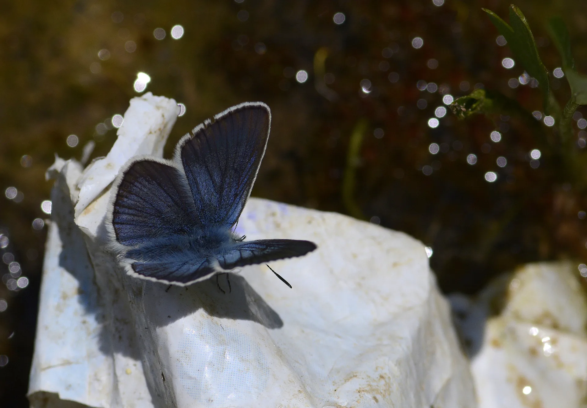Neolysandra diana (Ã‡okgÃ¶zlÃ¼ Dianamavisi) butterfly photo