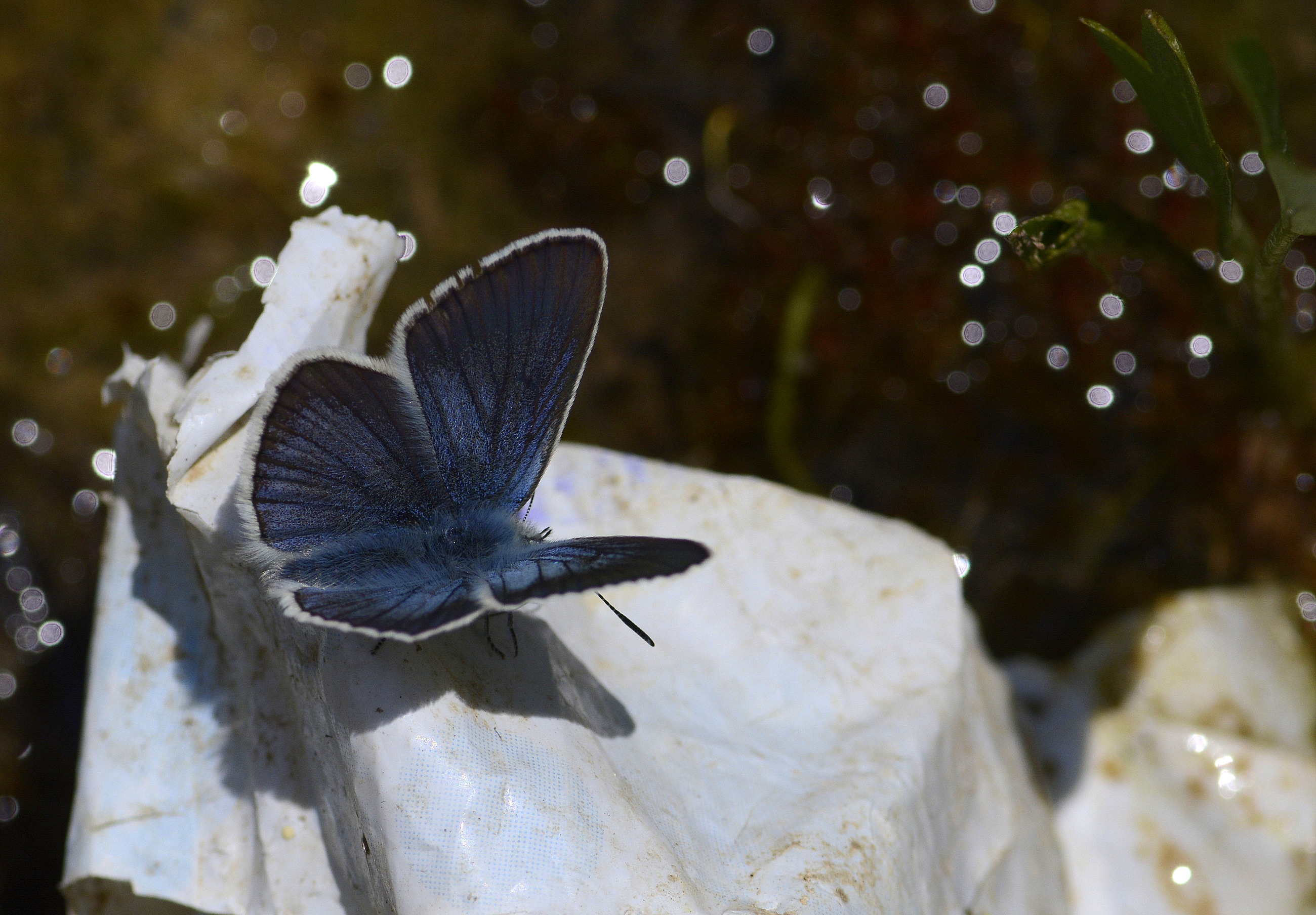 Neolysandra diana (Çokgözlü Dianamavisi) butterfly photo