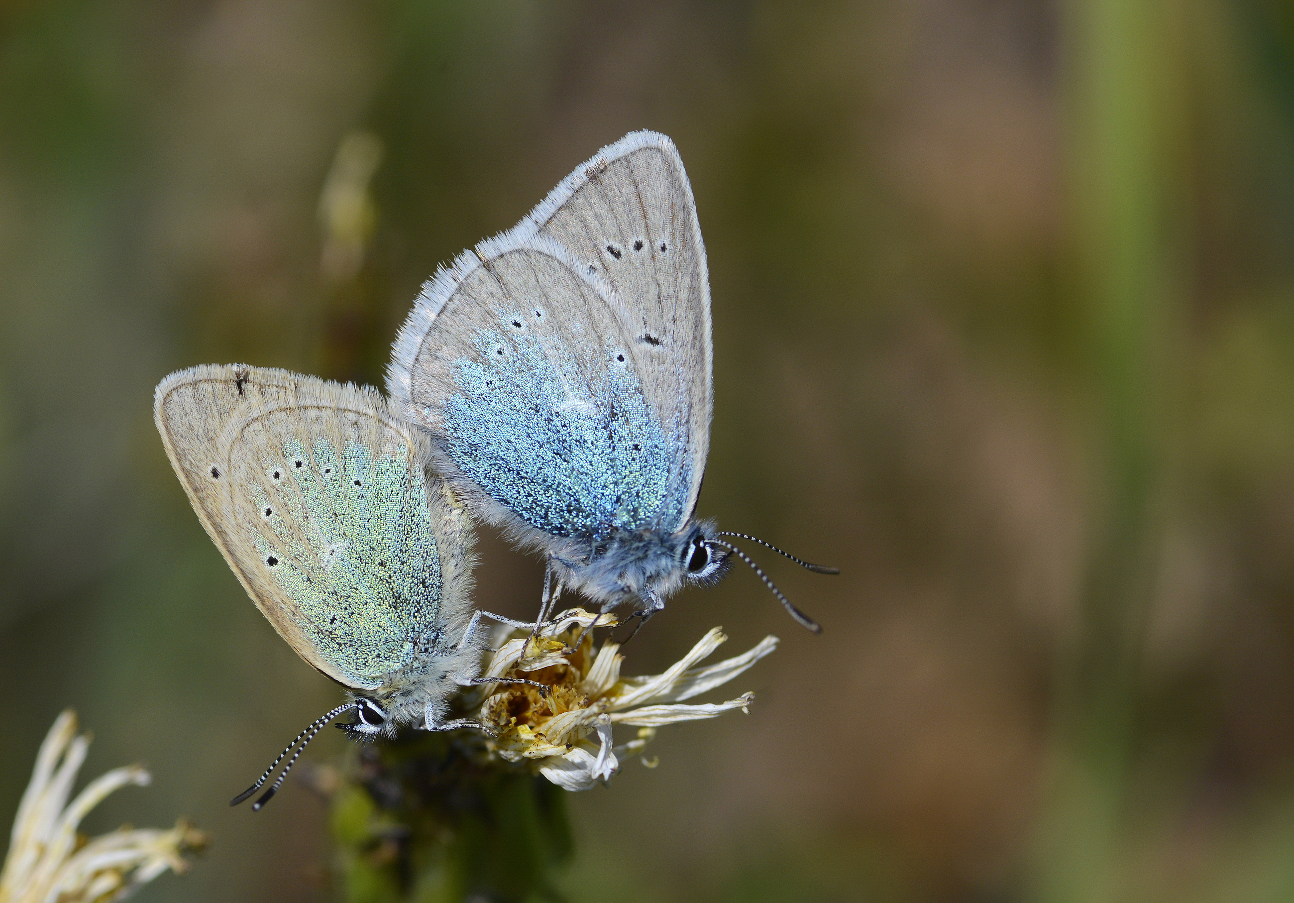 Neolysandra diana (Çokgözlü Dianamavisi) butterfly photo