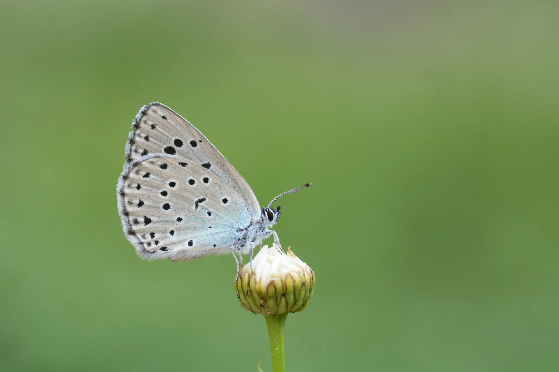 Phengaris arion (Büyük Korubeni) butterfly photo
