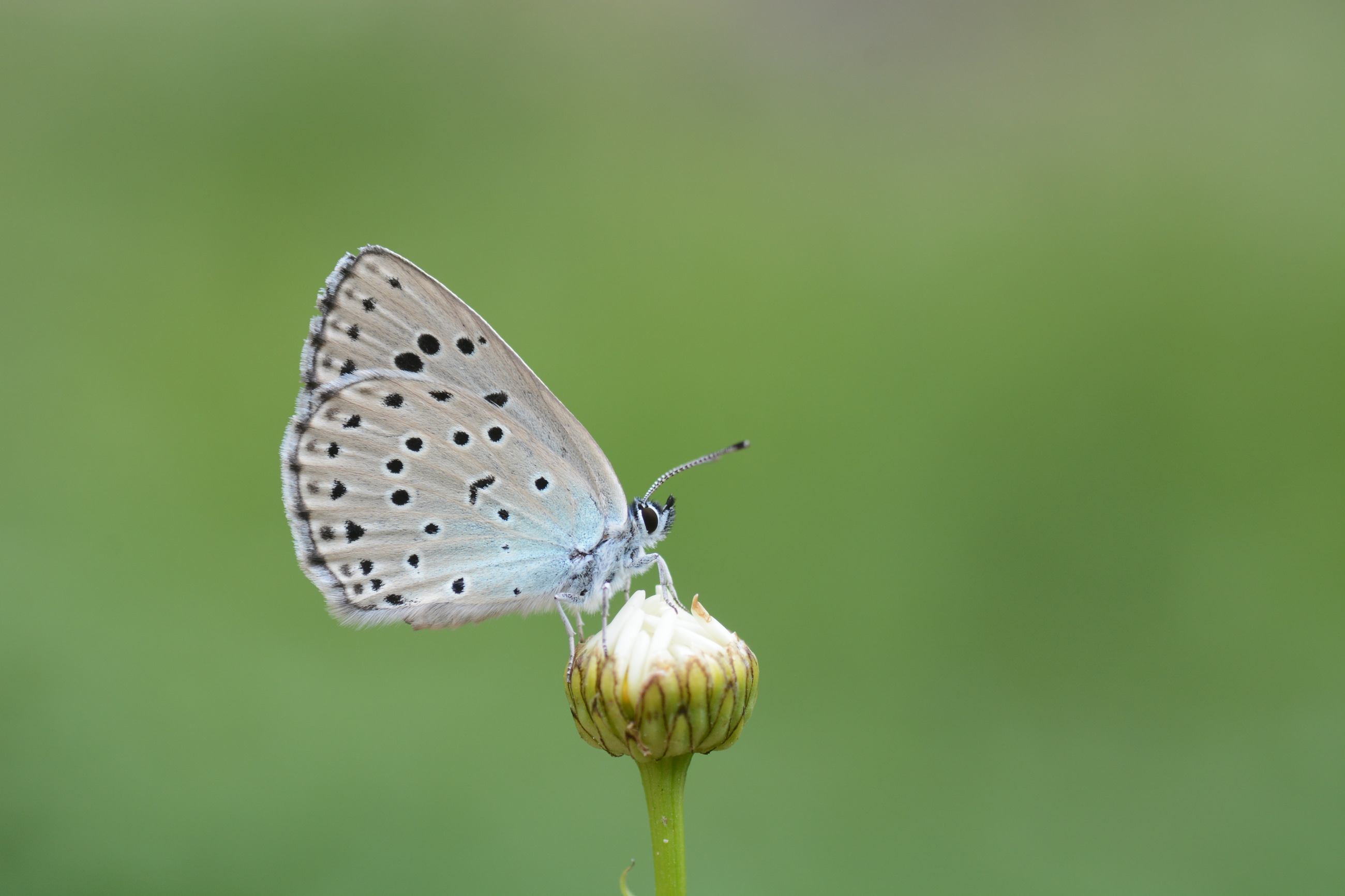 Phengaris arion (Büyük Korubeni) butterfly photo