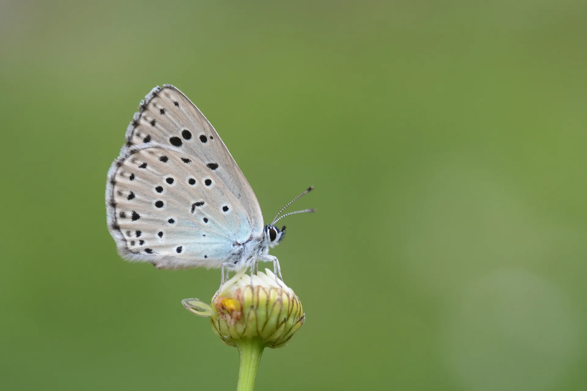 Phengaris arion (BÃ¼yÃ¼k Korubeni) butterfly photo