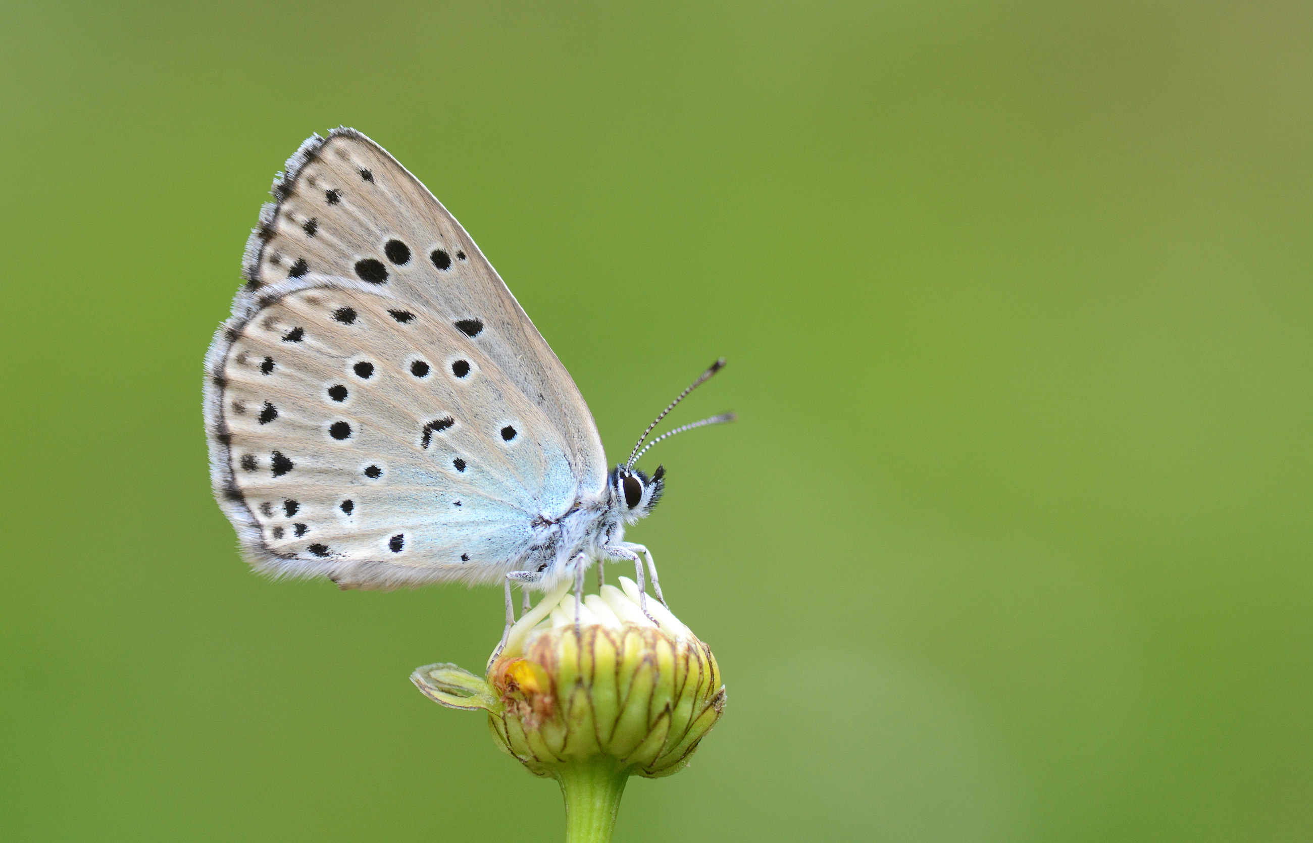 Phengaris arion (Büyük Korubeni) butterfly photo