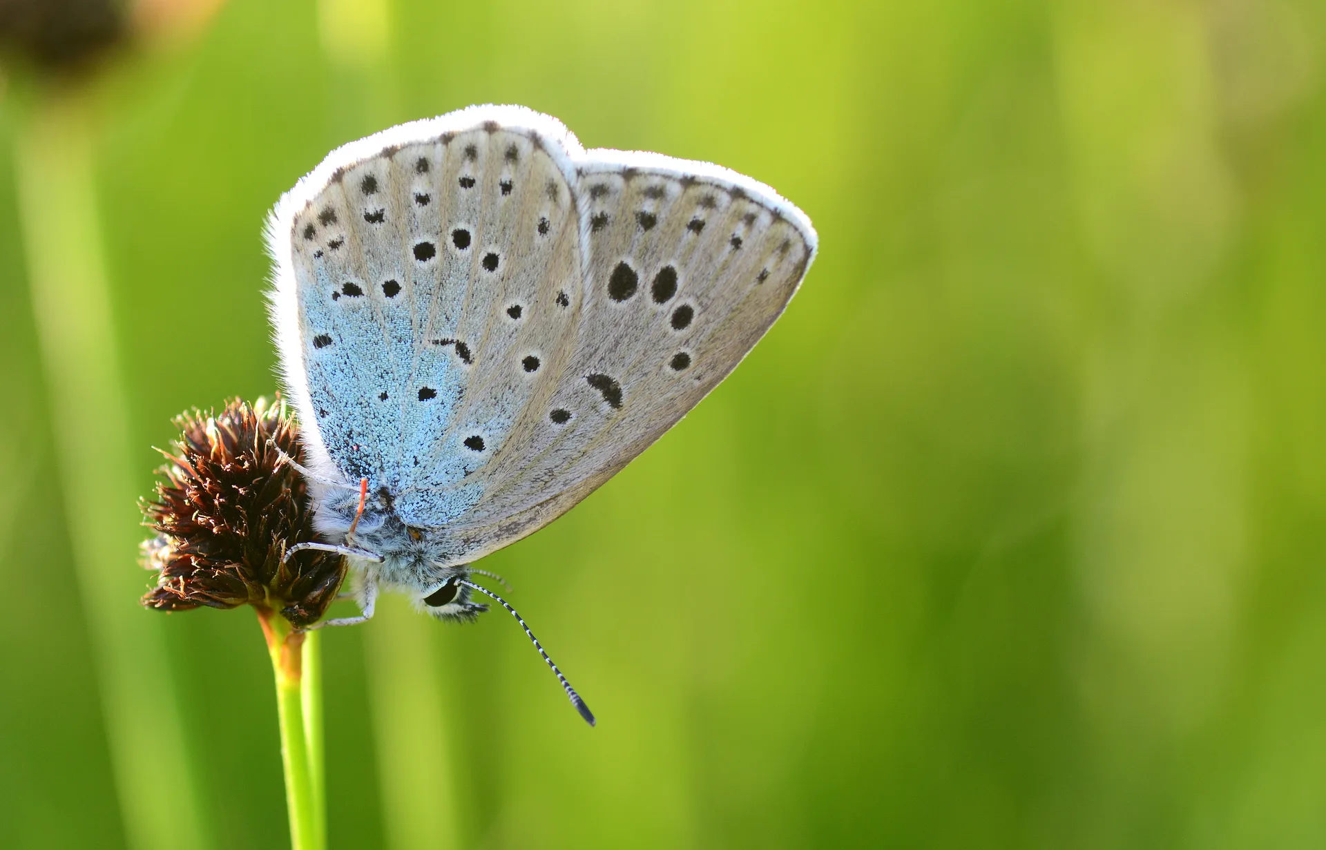 Phengaris arion (BÃ¼yÃ¼k Korubeni) butterfly photo