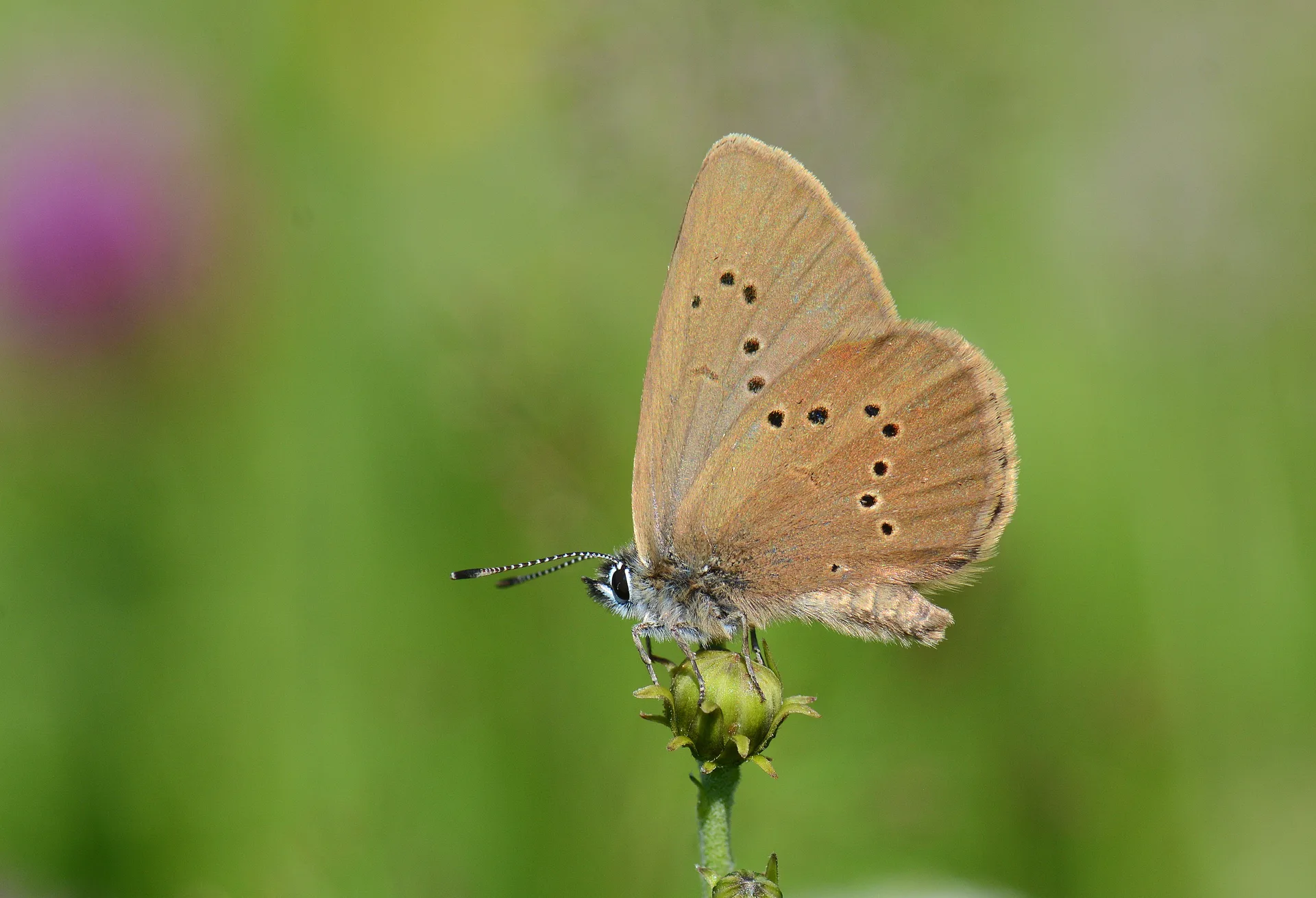 Phengaris nausithous (Esmer Korubeni) butterfly photo
