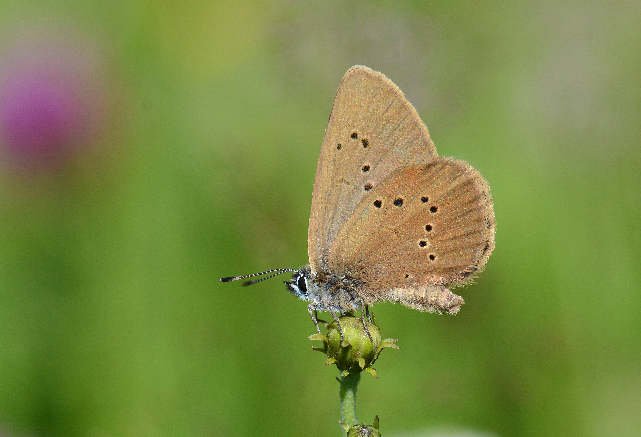 Phengaris nausithous (Esmer Korubeni) butterfly photo