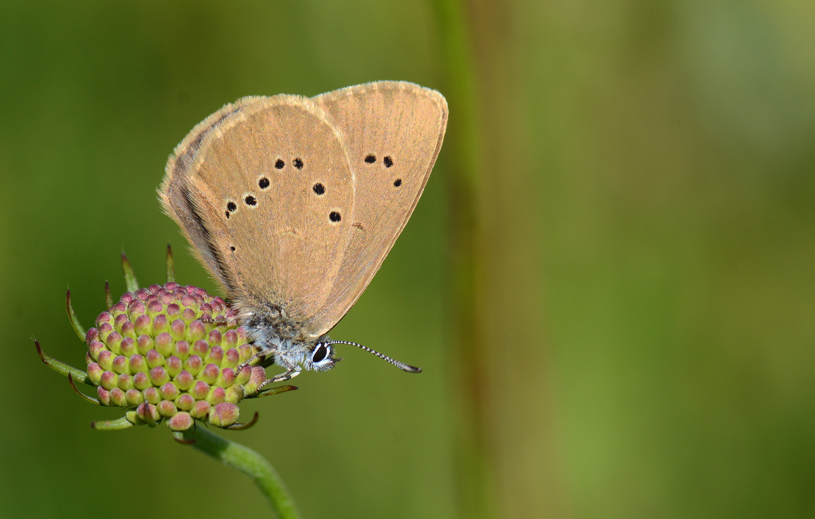 Phengaris nausithous (Esmer Korubeni) butterfly photo