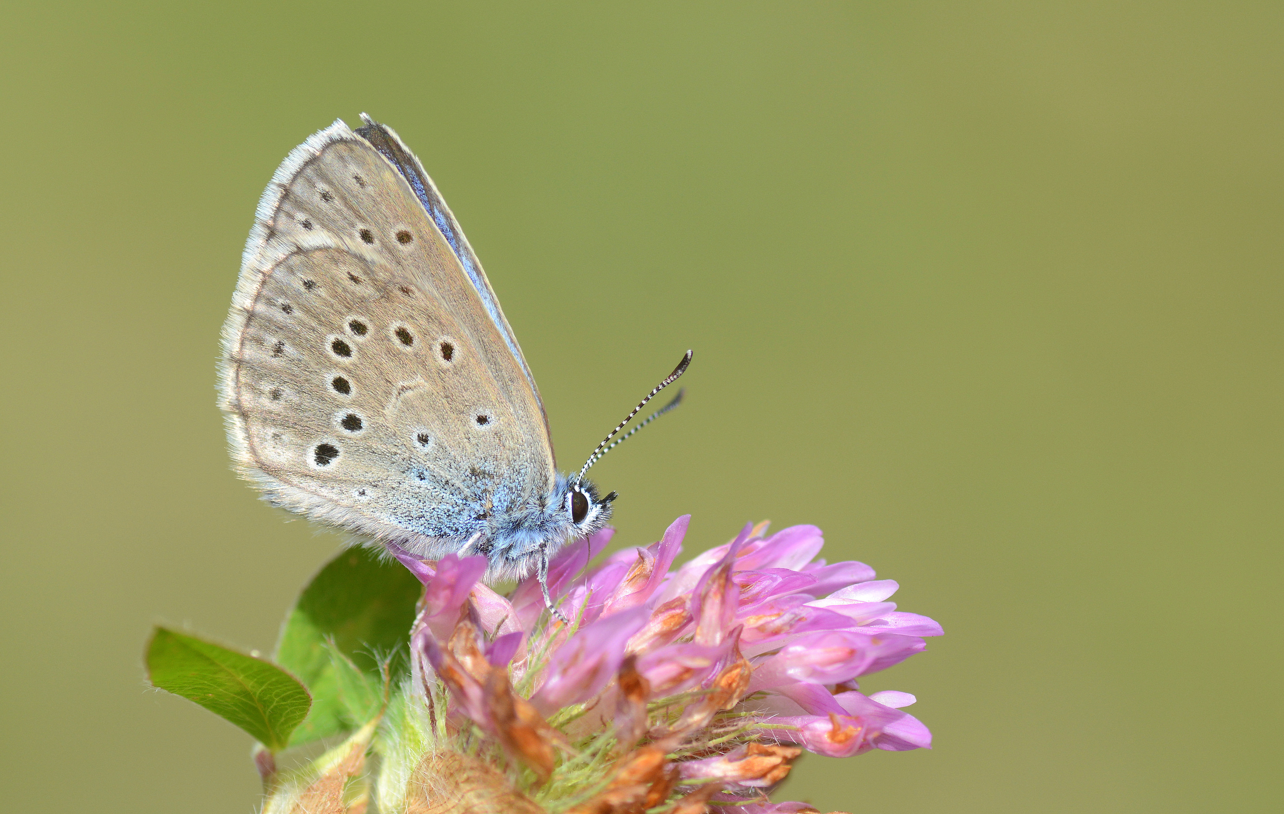Phengaris rebeli (Rebel'in Korubenisi) butterfly photo