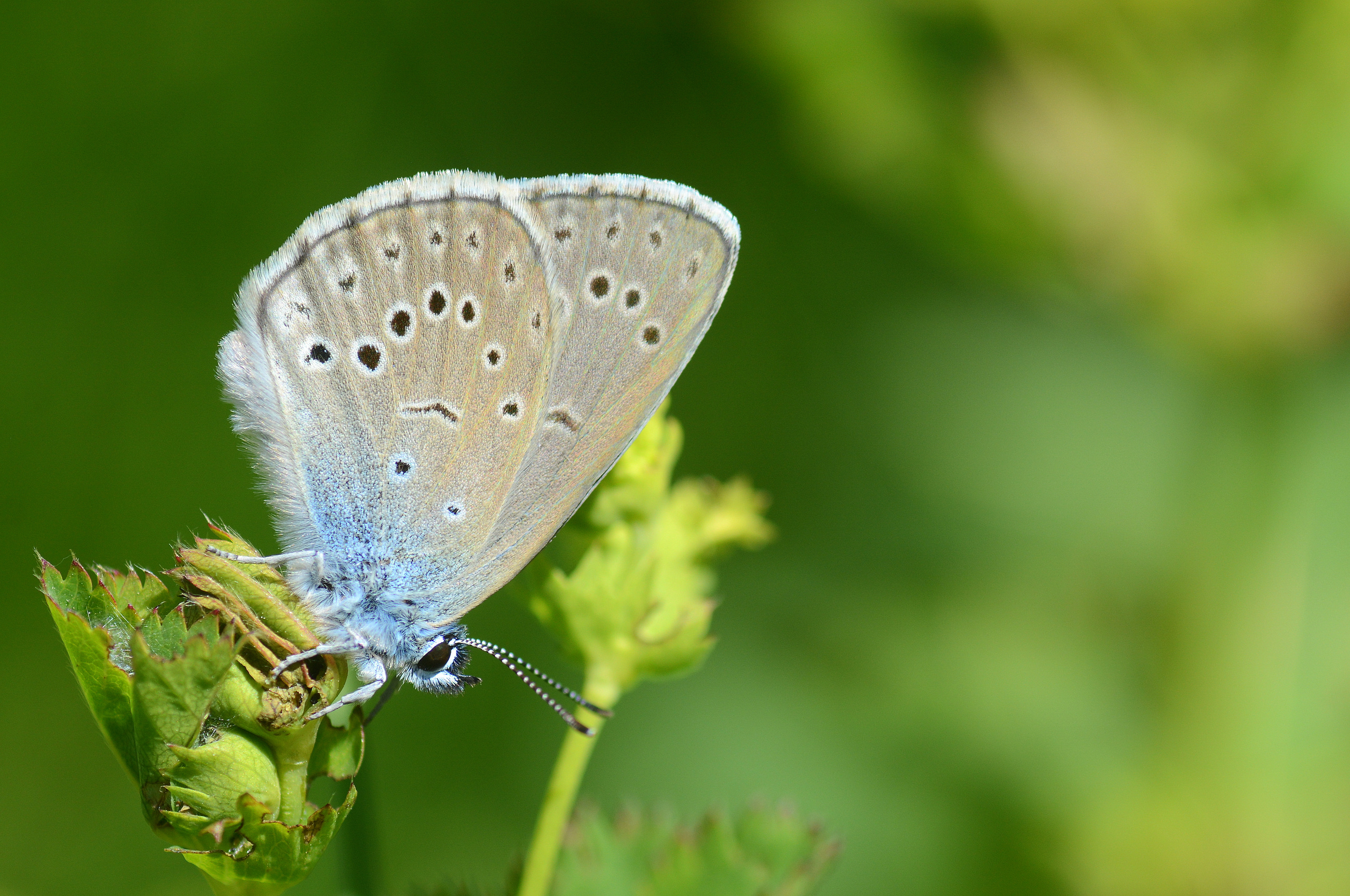 Phengaris rebeli (Rebel'in Korubenisi) butterfly photo