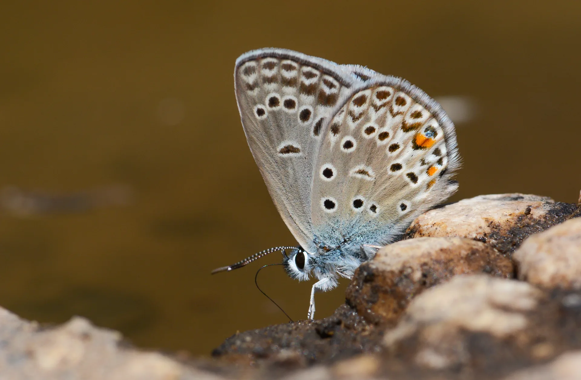 Plebejidea loewii (Çokgözlü Gümüşmavi) butterfly photo