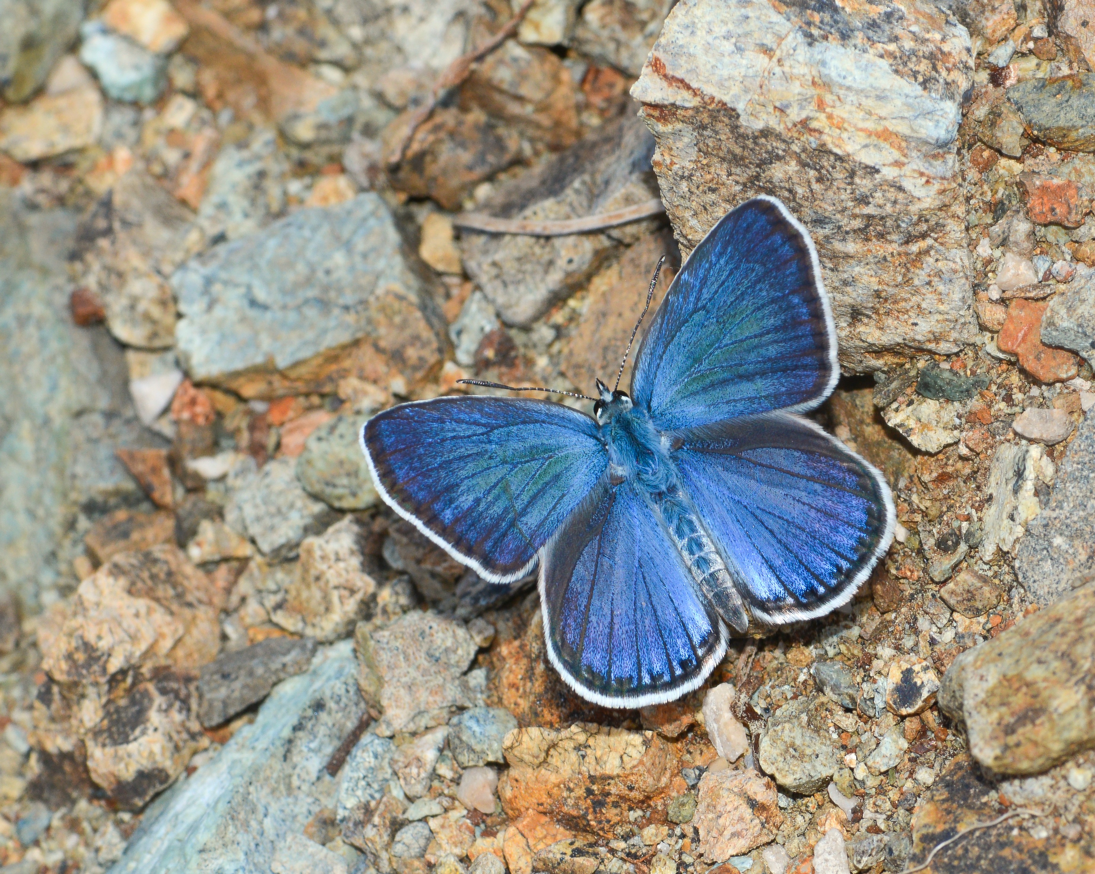 Plebejidea loewii (Çokgözlü Gümüşmavi) butterfly photo