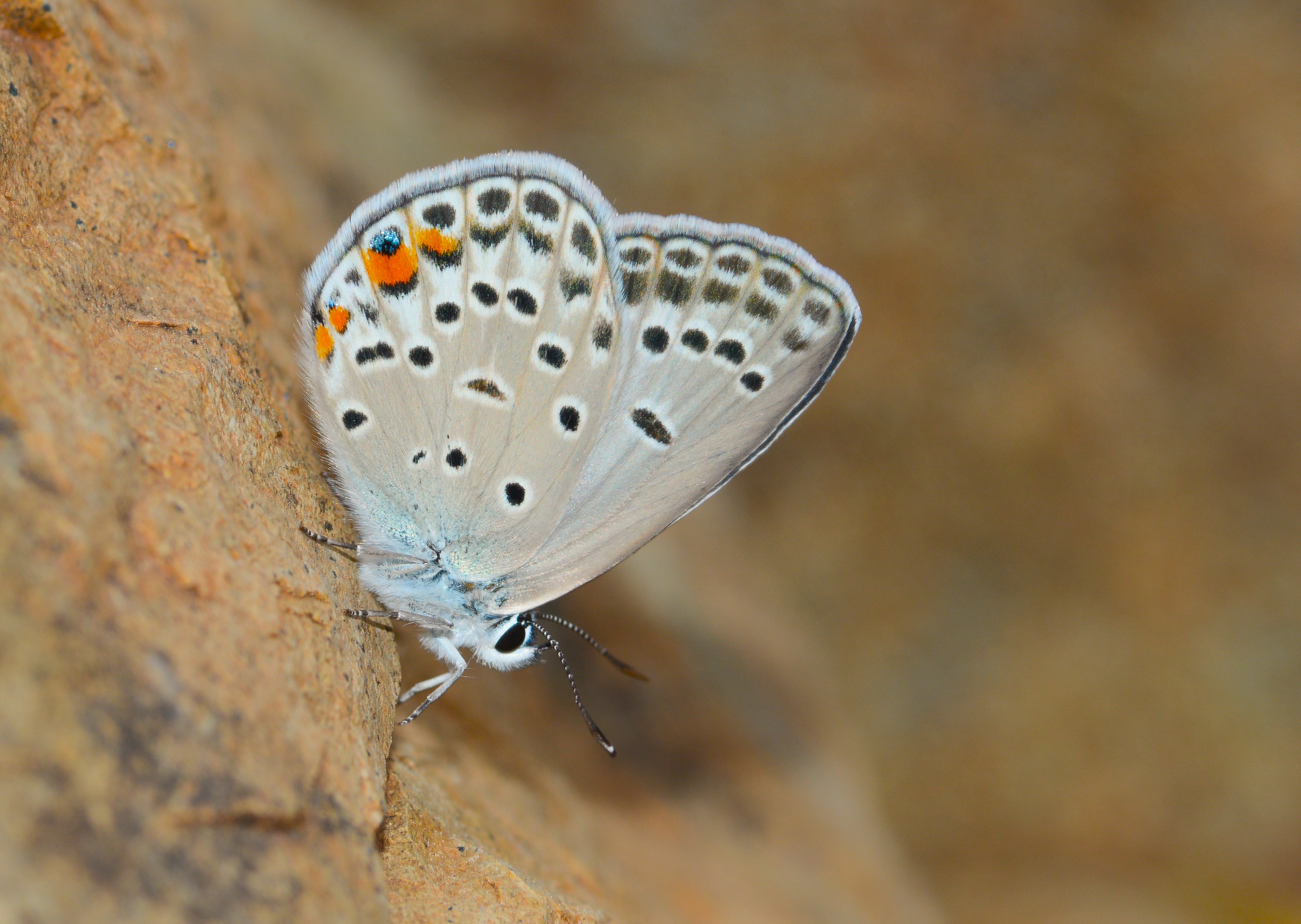 Plebejidea loewii (Çokgözlü Gümüşmavi) butterfly photo