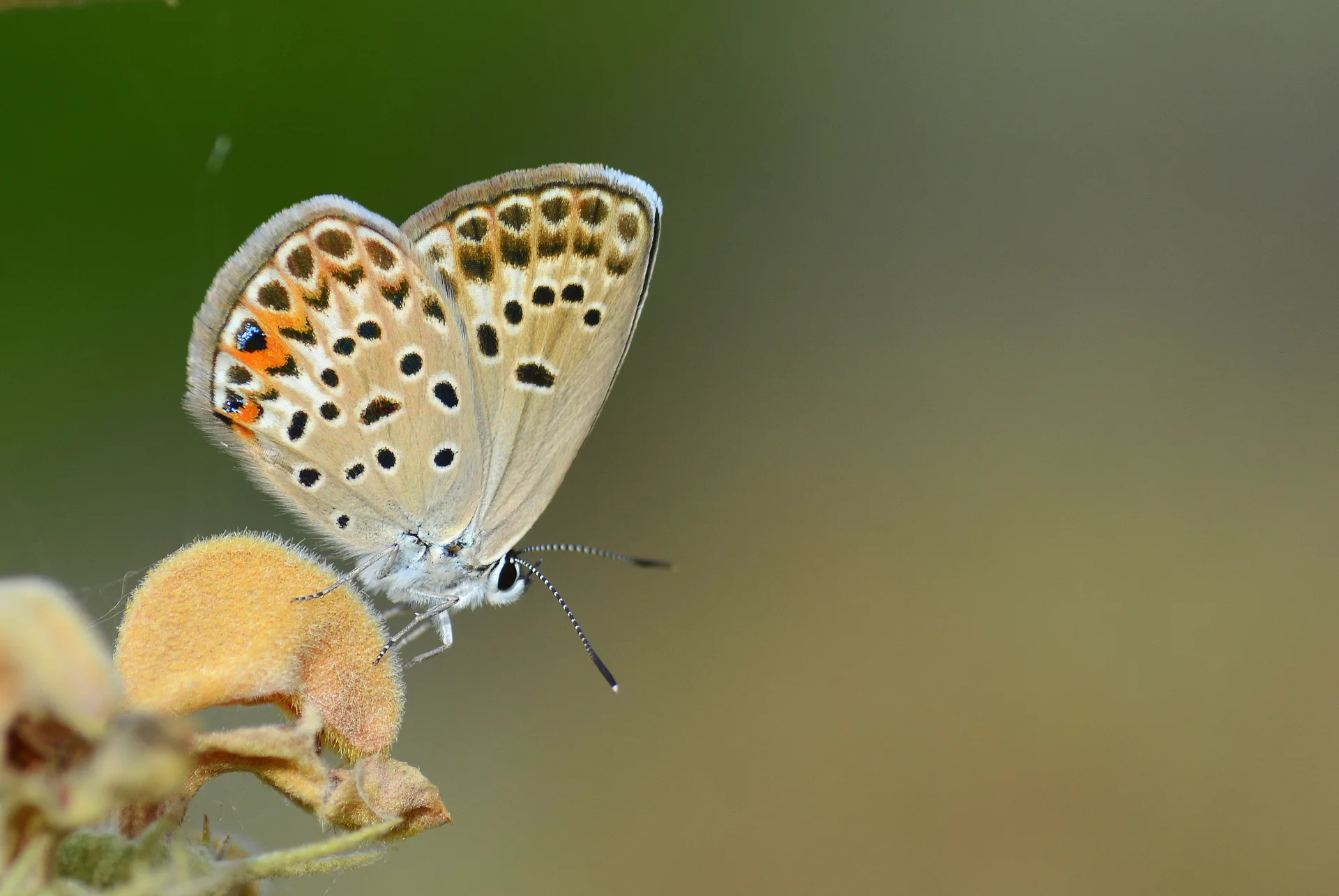 Plebejidea loewii (Ã‡okgÃ¶zlÃ¼ GÃ¼mÃ¼ÅŸmavi) butterfly photo