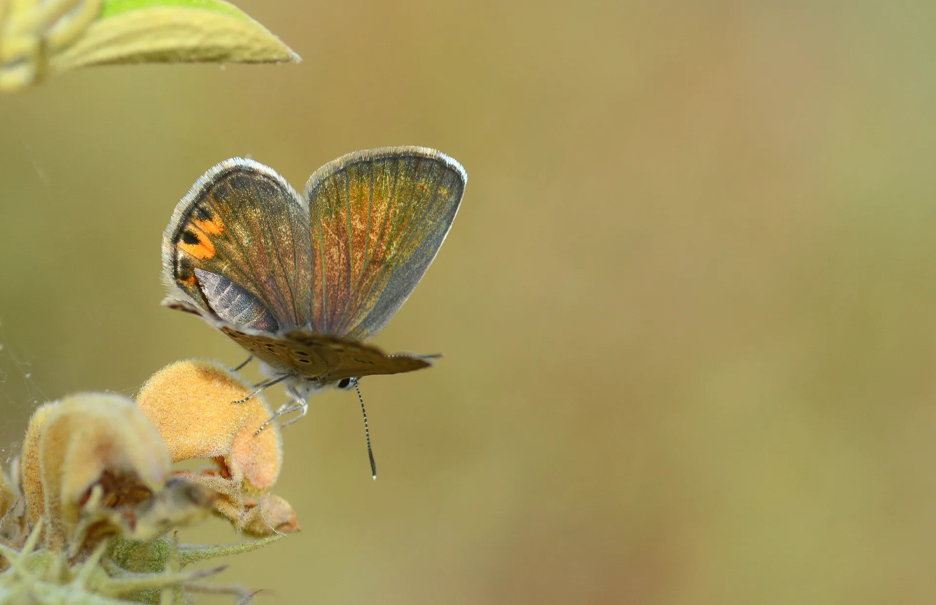 Plebejidea loewii (Ã‡okgÃ¶zlÃ¼ GÃ¼mÃ¼ÅŸmavi) butterfly photo