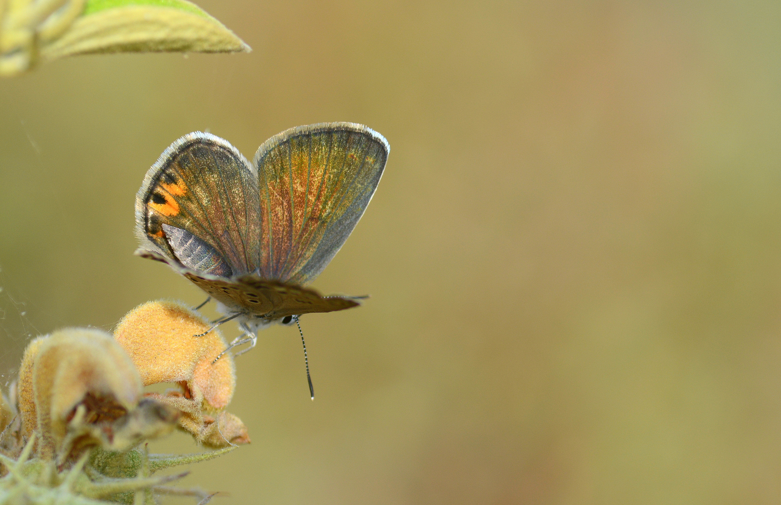 Plebejidea loewii (Çokgözlü Gümüşmavi) butterfly photo