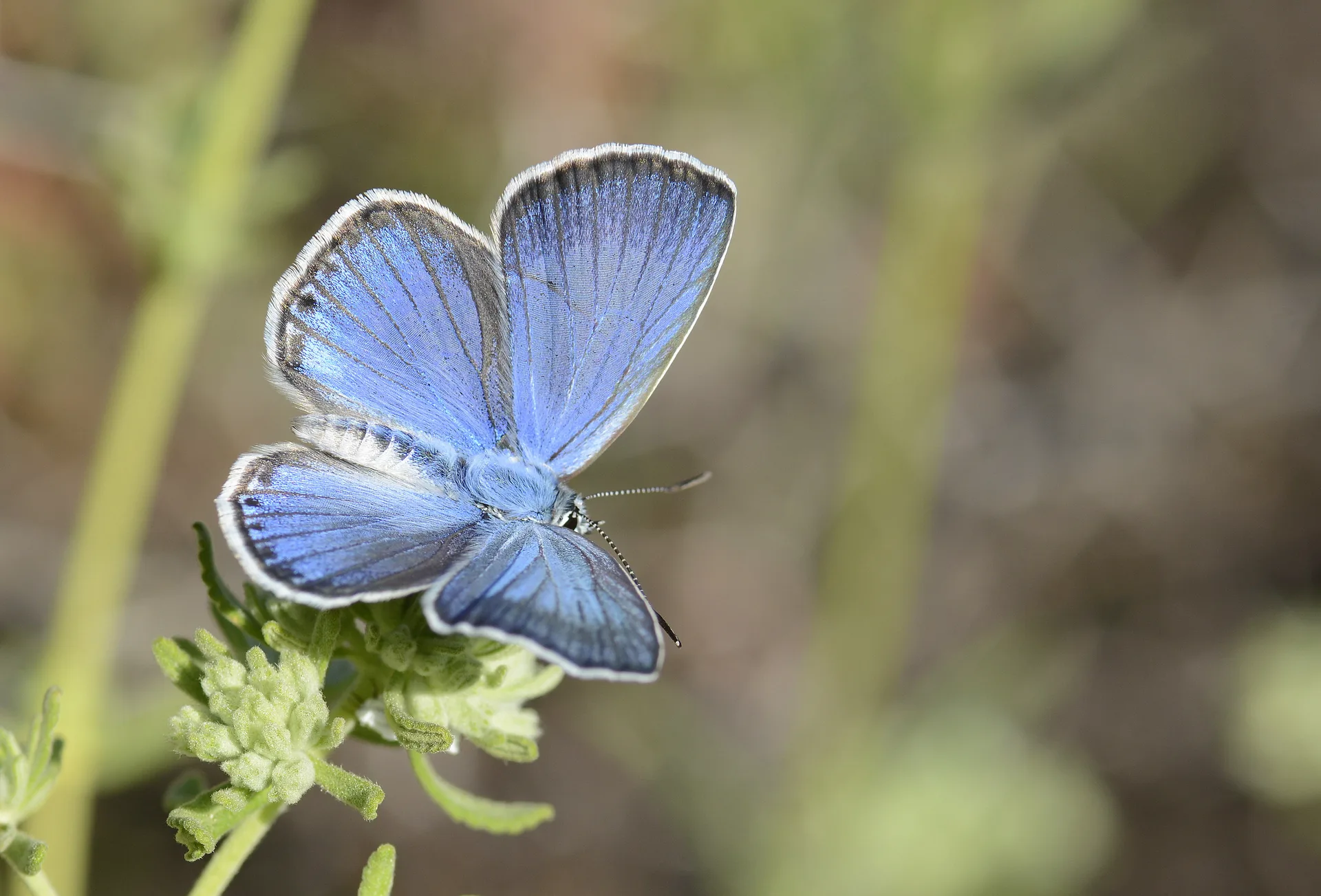 Plebejidea loewii (Ã‡okgÃ¶zlÃ¼ GÃ¼mÃ¼ÅŸmavi) butterfly photo
