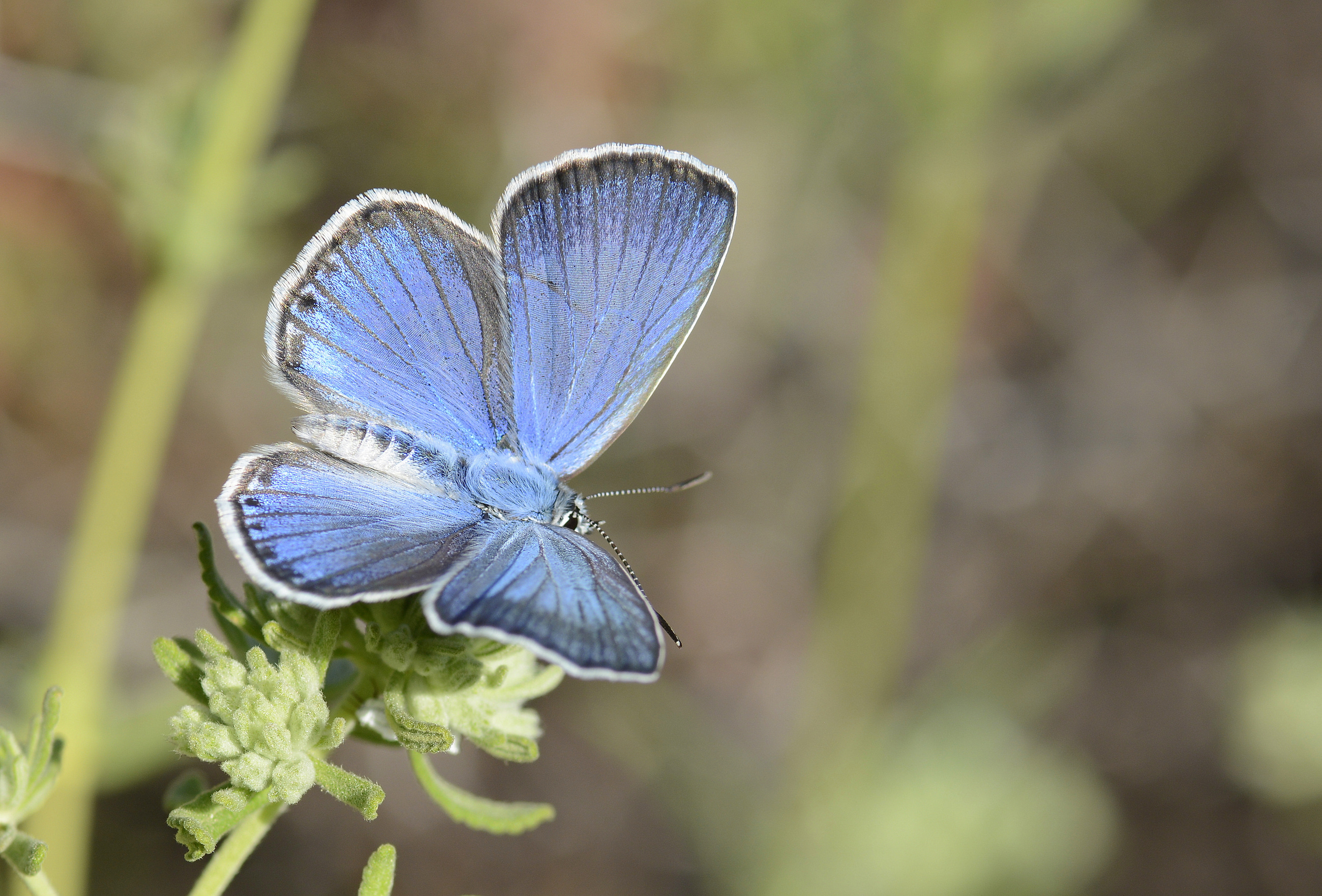 Plebejidea loewii (Çokgözlü Gümüşmavi) butterfly photo
